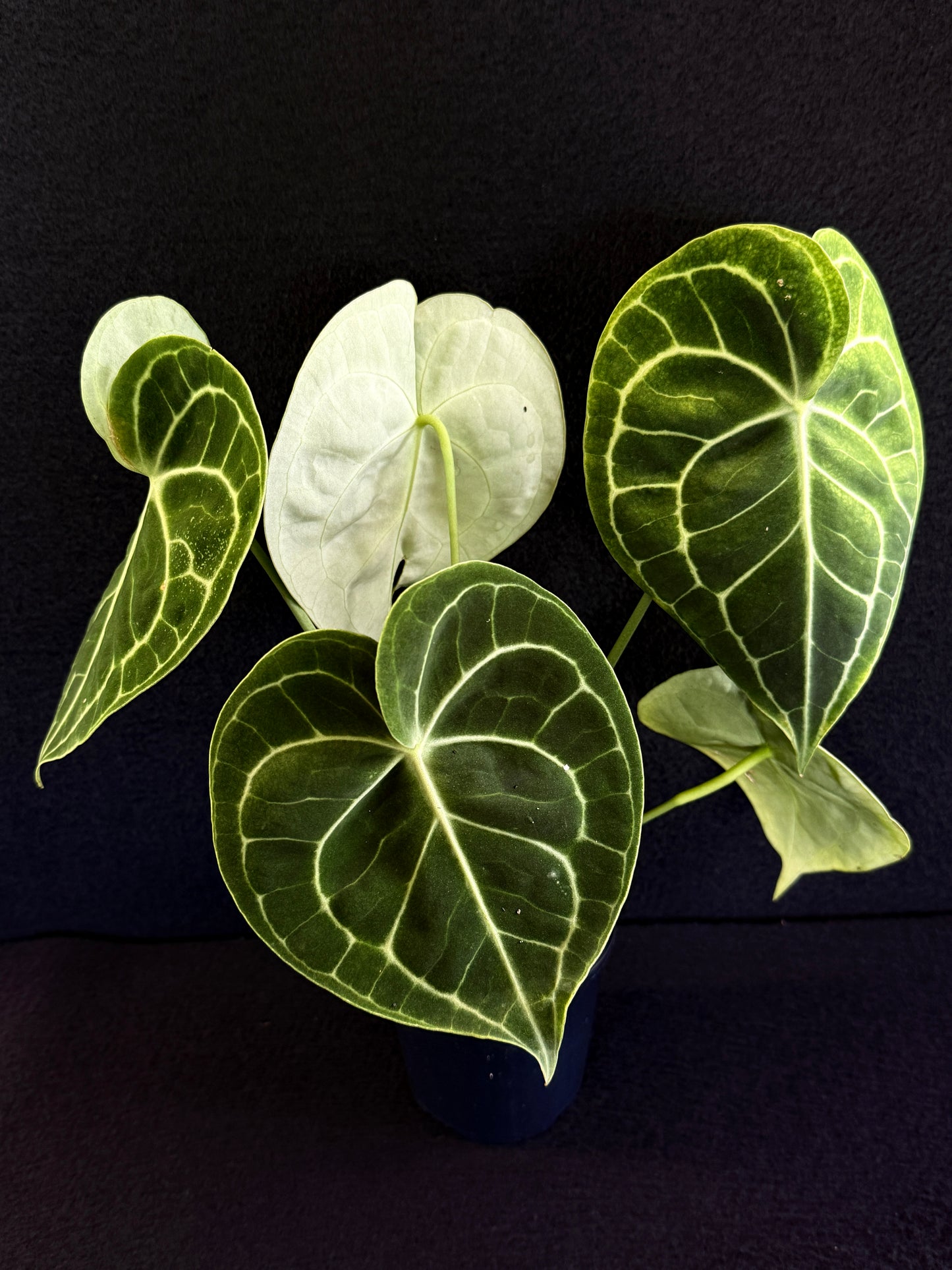 Anthurium Clarinervium 'Velvet' - Best Pick of the Crop!