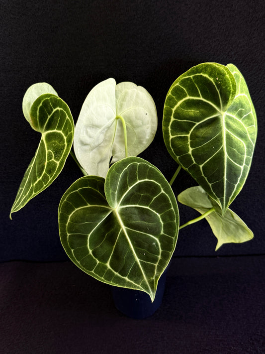 Anthurium Clarinervium 'Velvet' - Best Pick of the Crop!