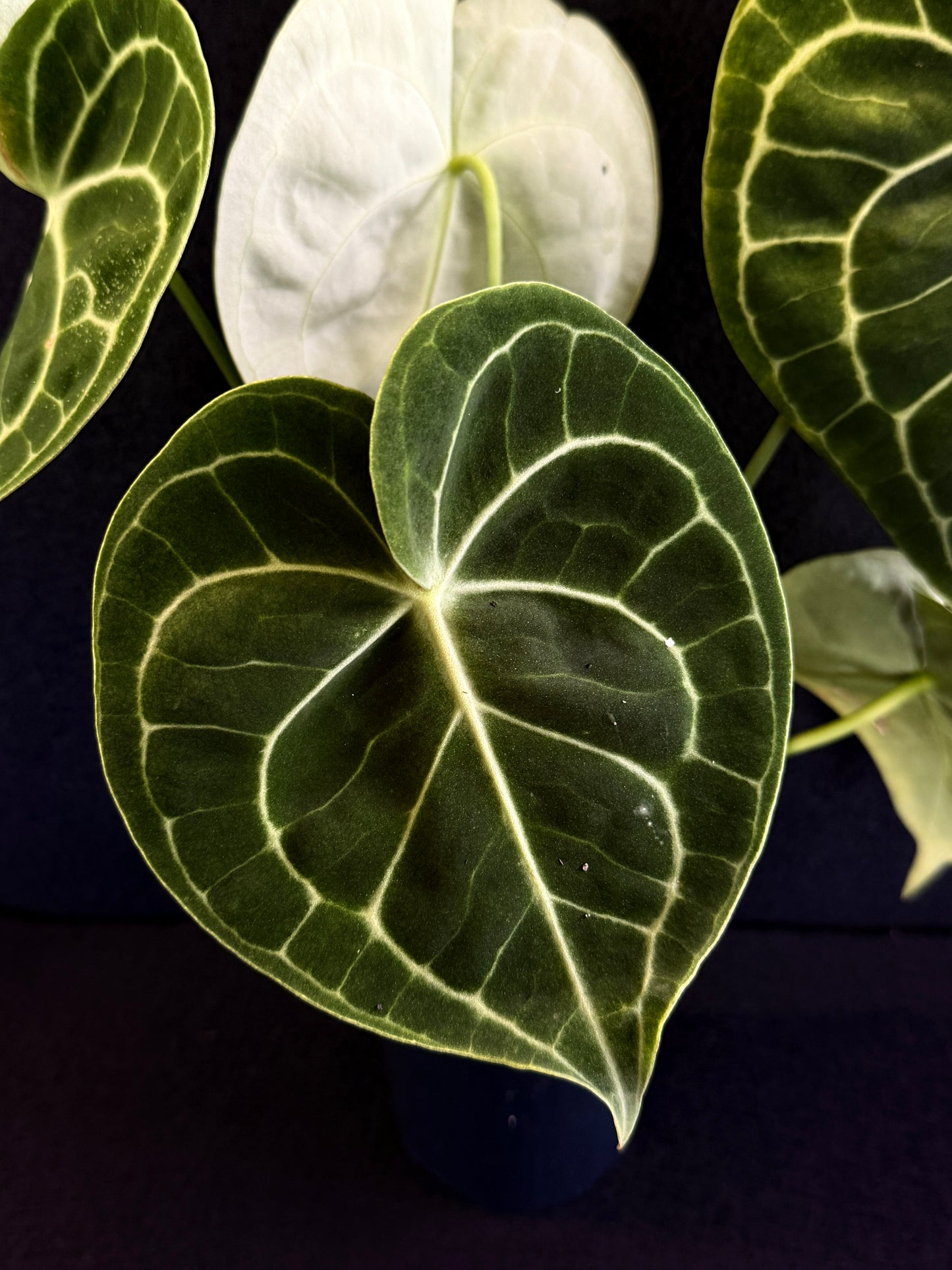 Anthurium Clarinervium 'Velvet' - Best Pick of the Crop!