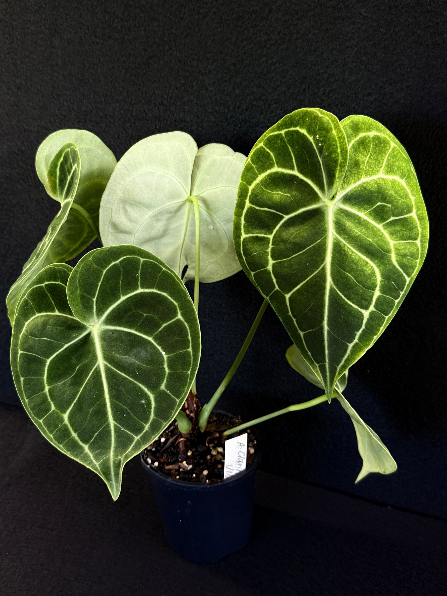 Anthurium Clarinervium 'Velvet' - Best Pick of the Crop!