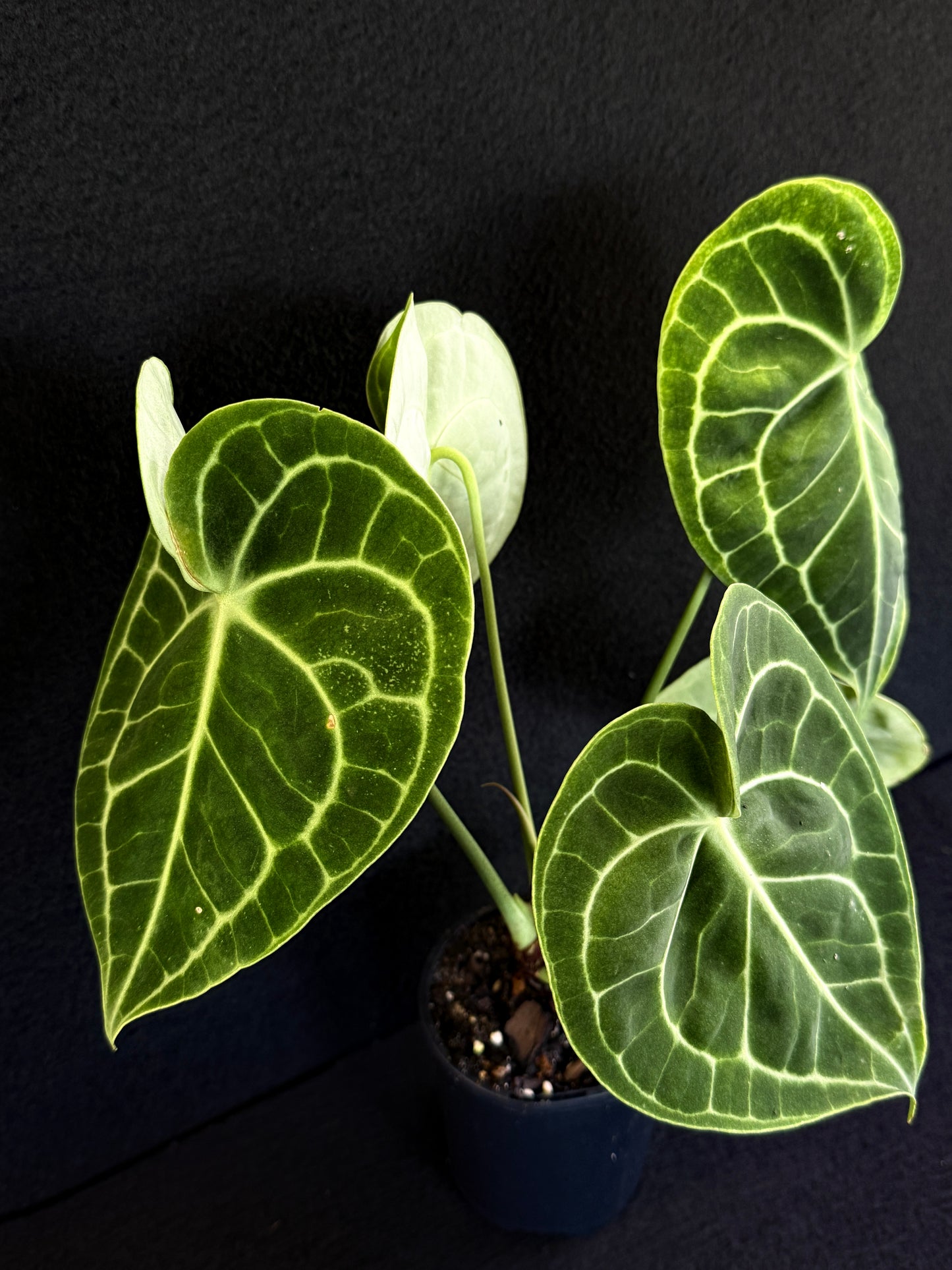 Anthurium Clarinervium 'Velvet' - Best Pick of the Crop!