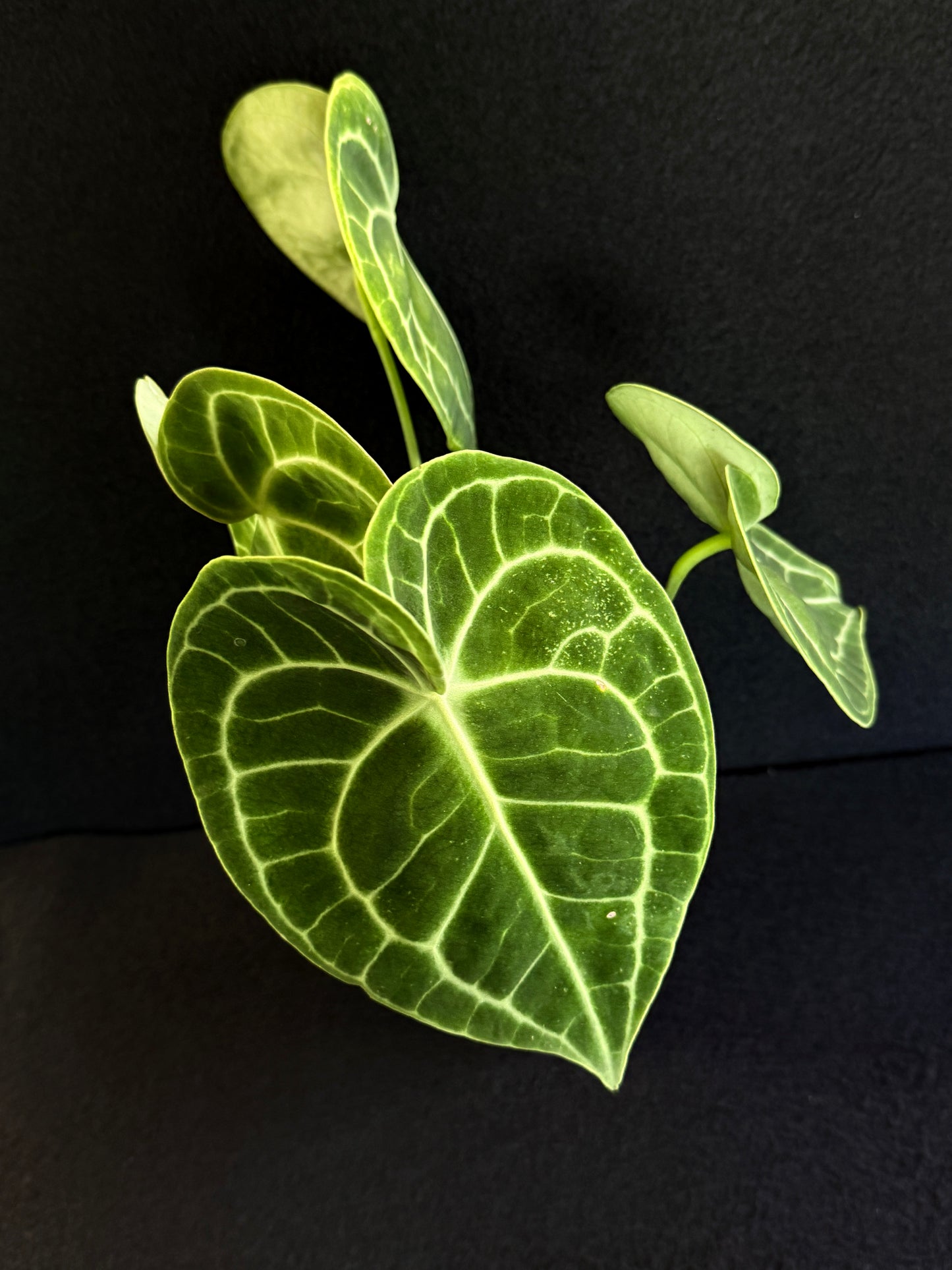 Anthurium Clarinervium 'Velvet' - Best Pick of the Crop!