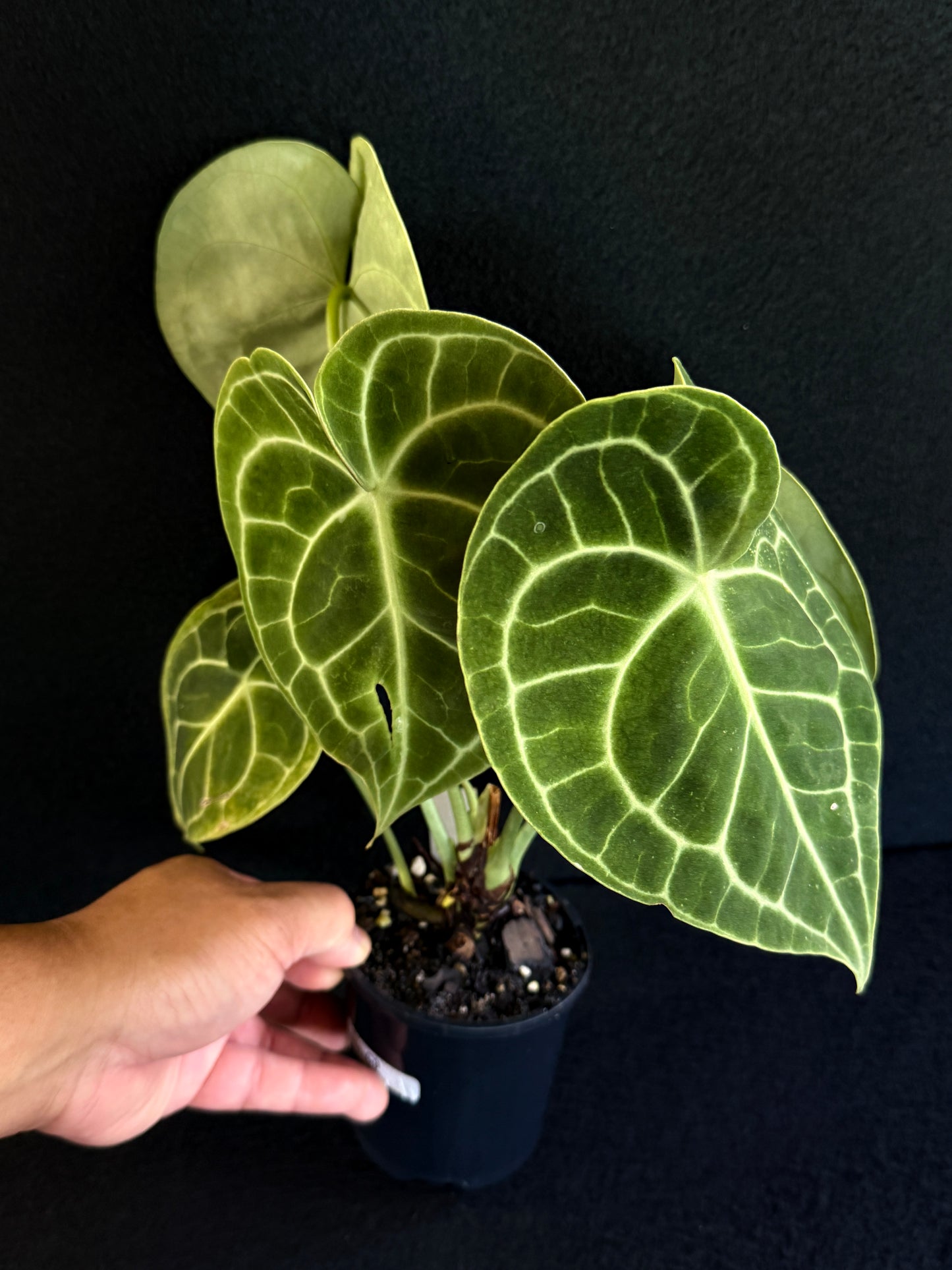 Anthurium Clarinervium 'Velvet' - Best Pick of the Crop!