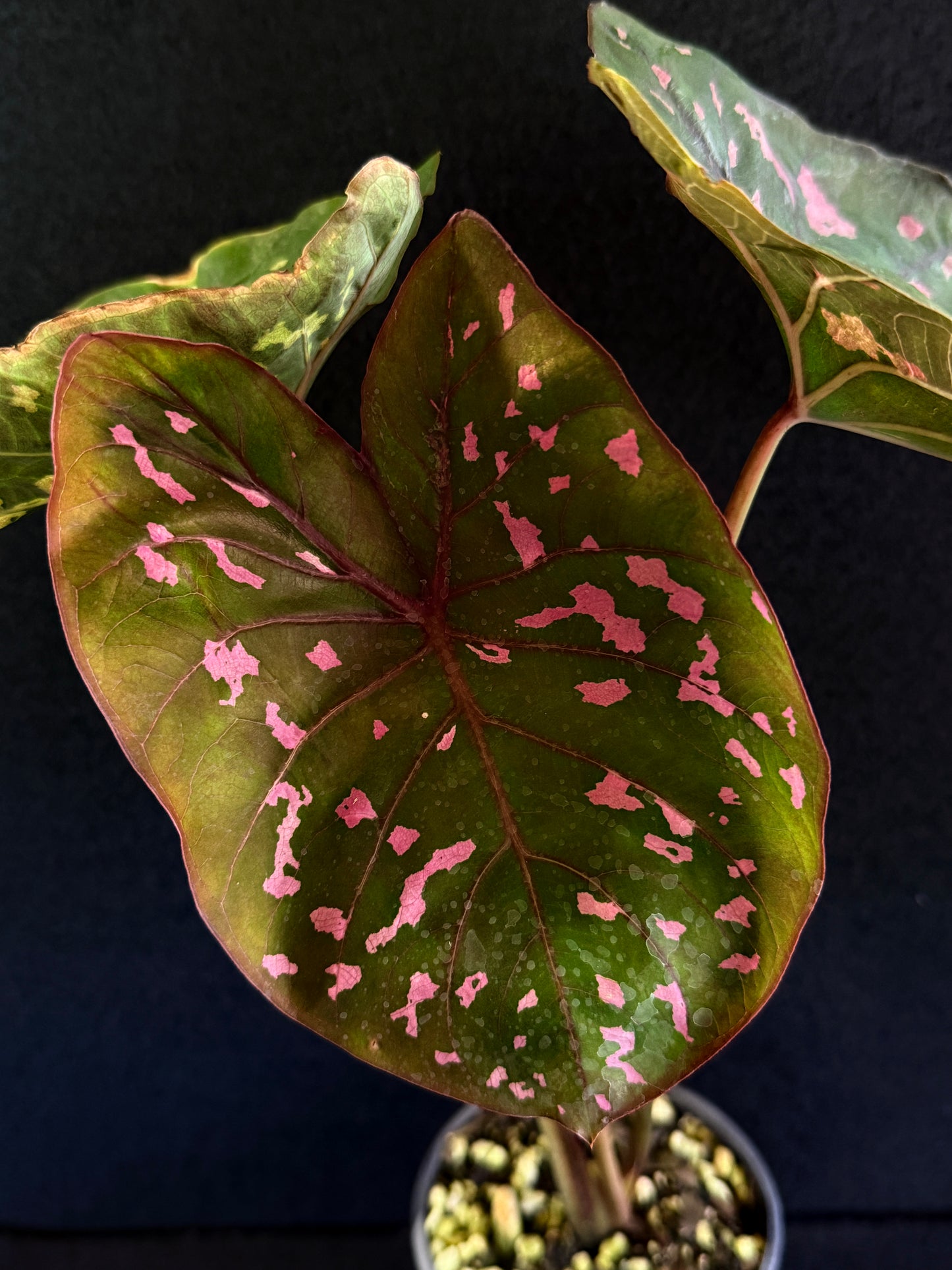 Caladium Clavatum S29