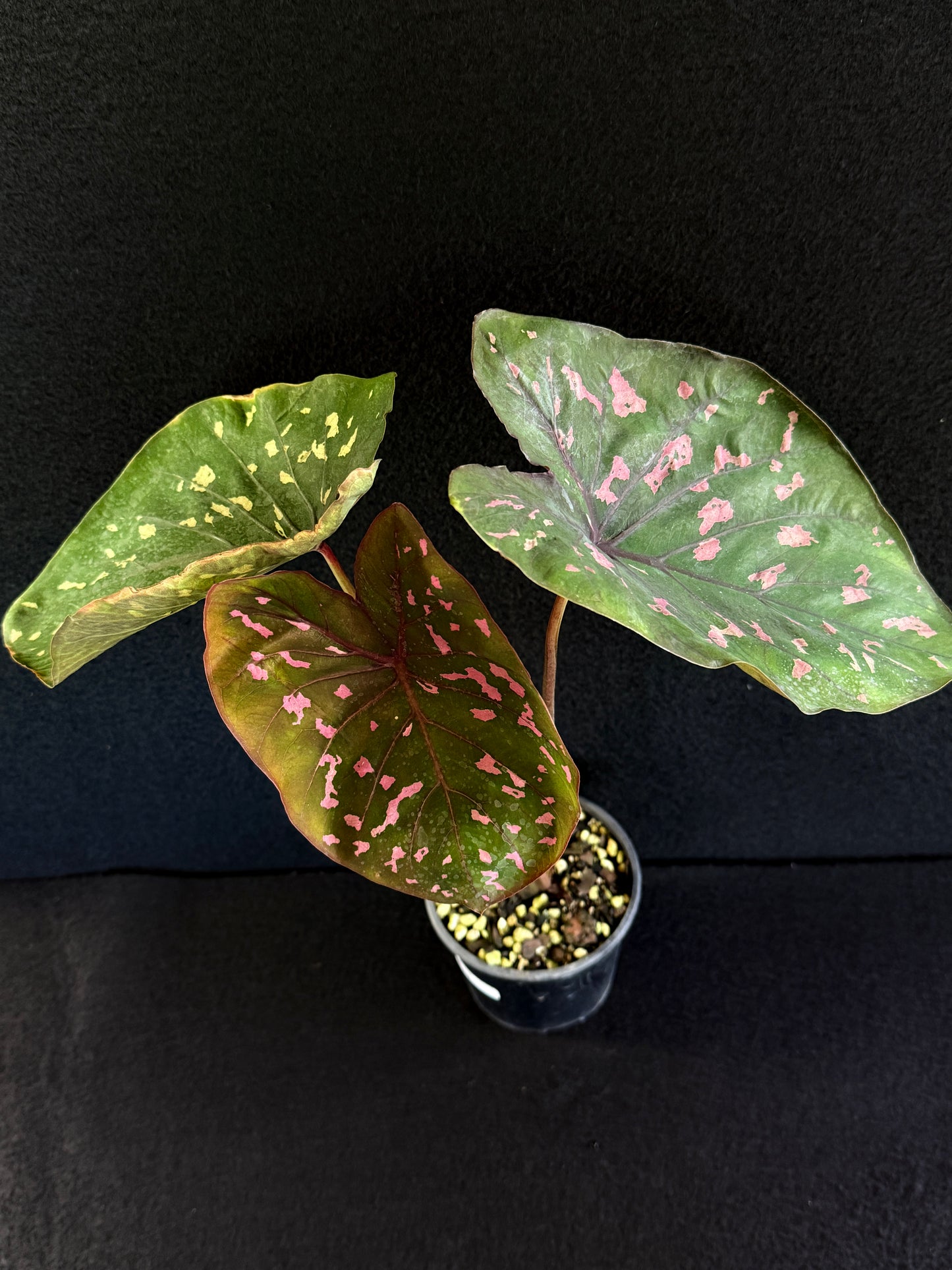 Caladium Clavatum S29