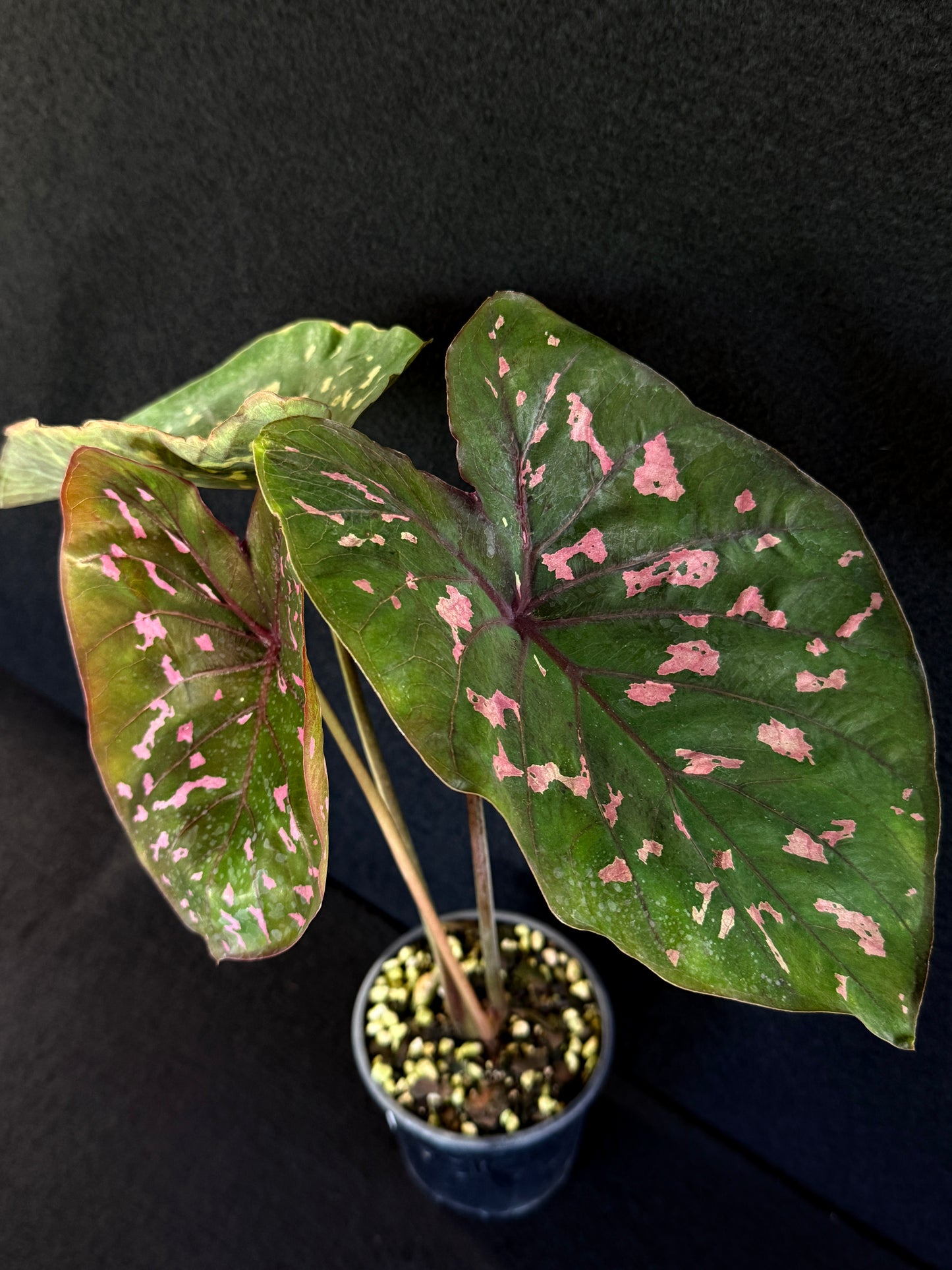 Caladium Clavatum S29