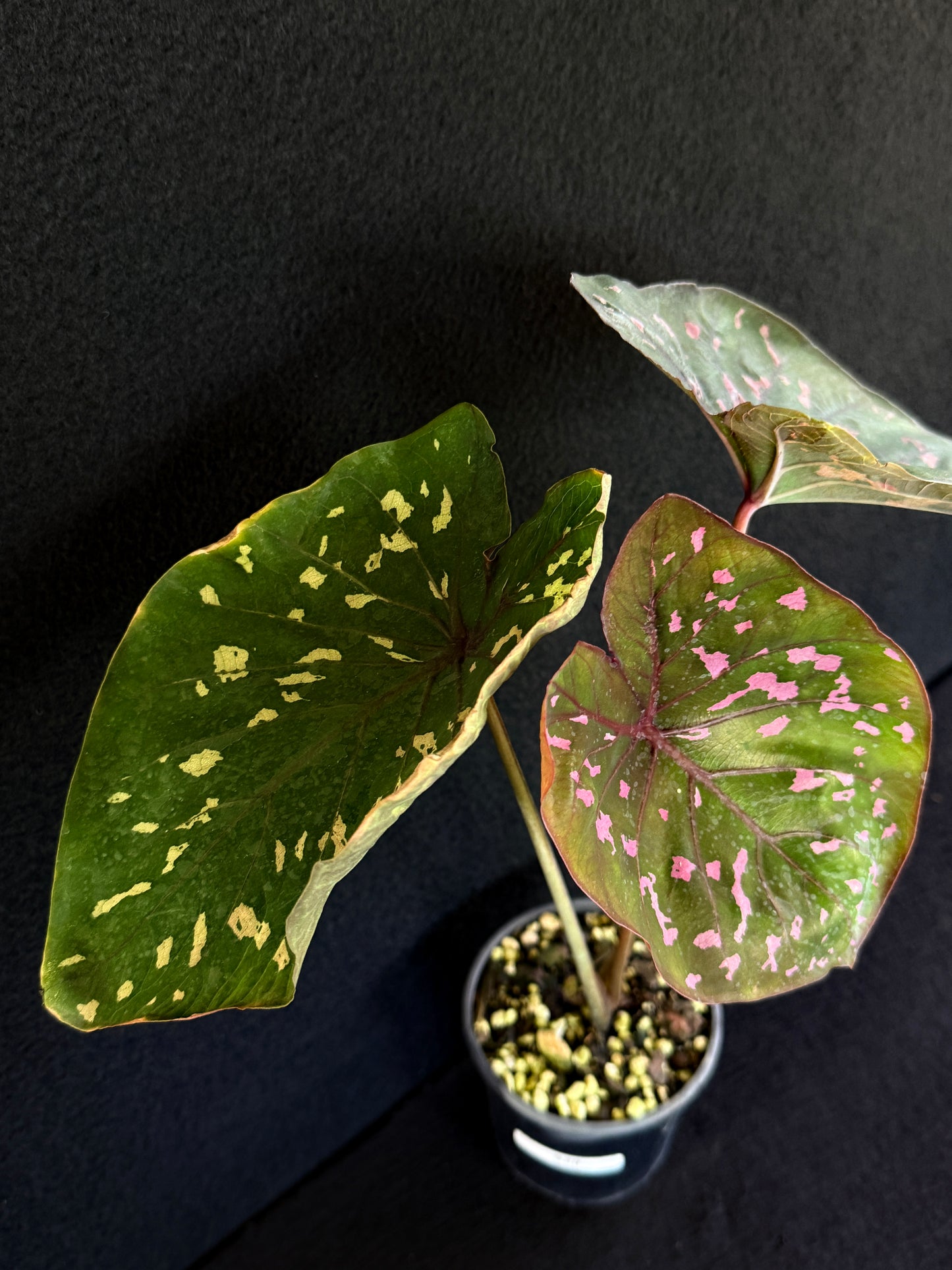 Caladium Clavatum S29