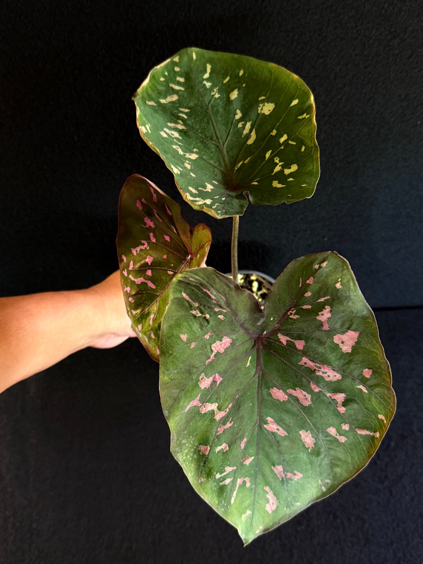 Caladium Clavatum S29