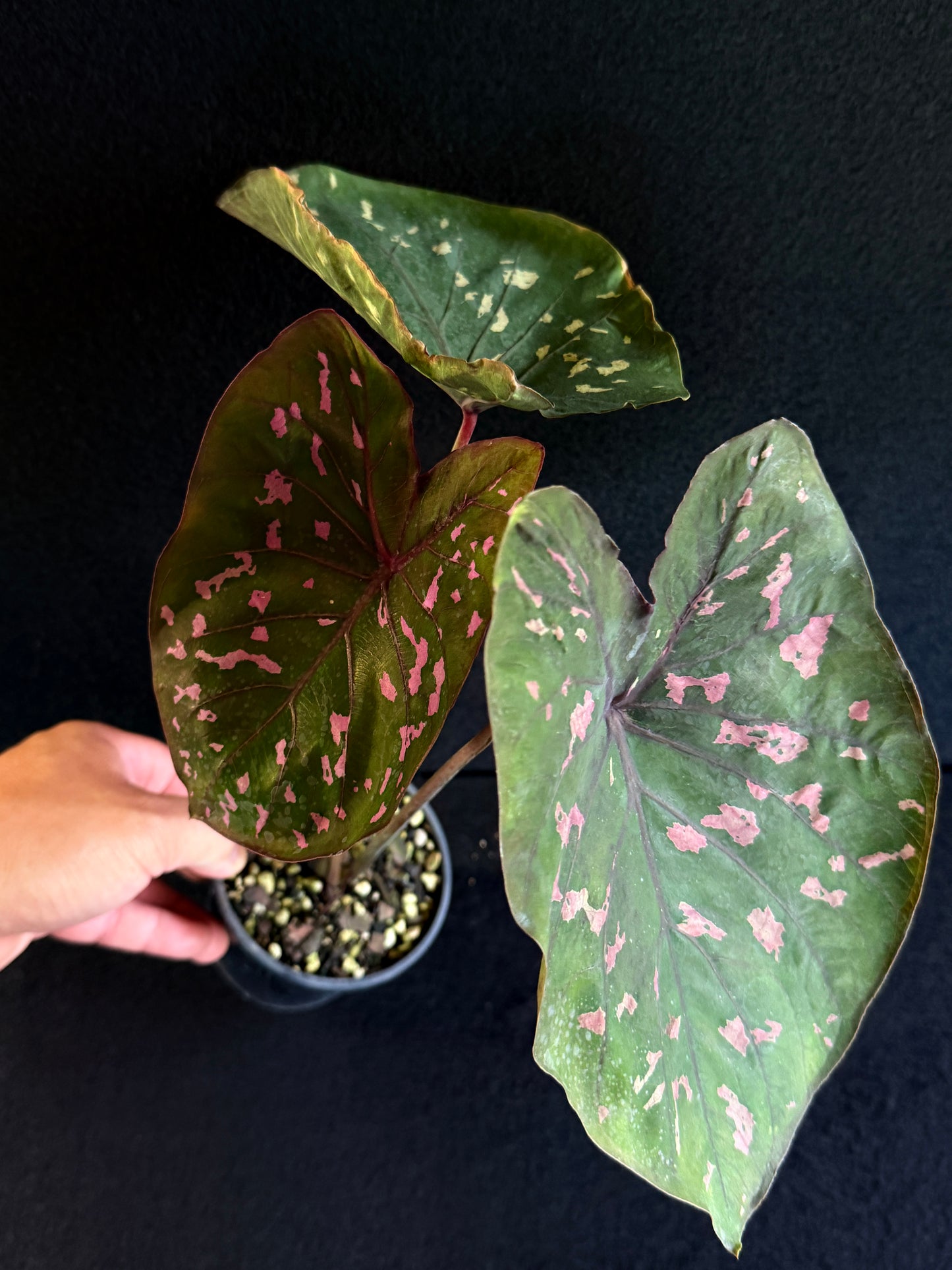 Caladium Clavatum S29