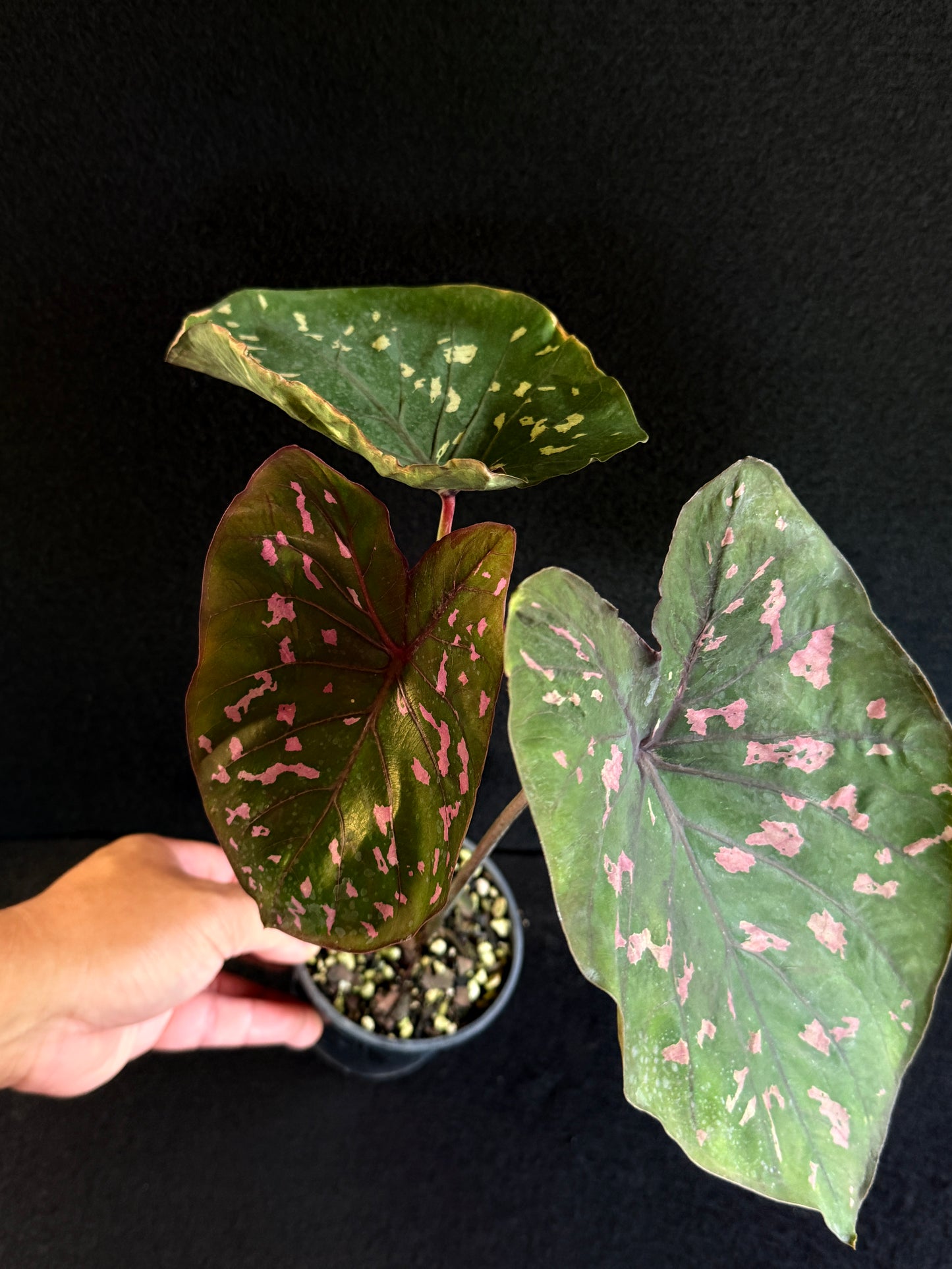 Caladium Clavatum S29