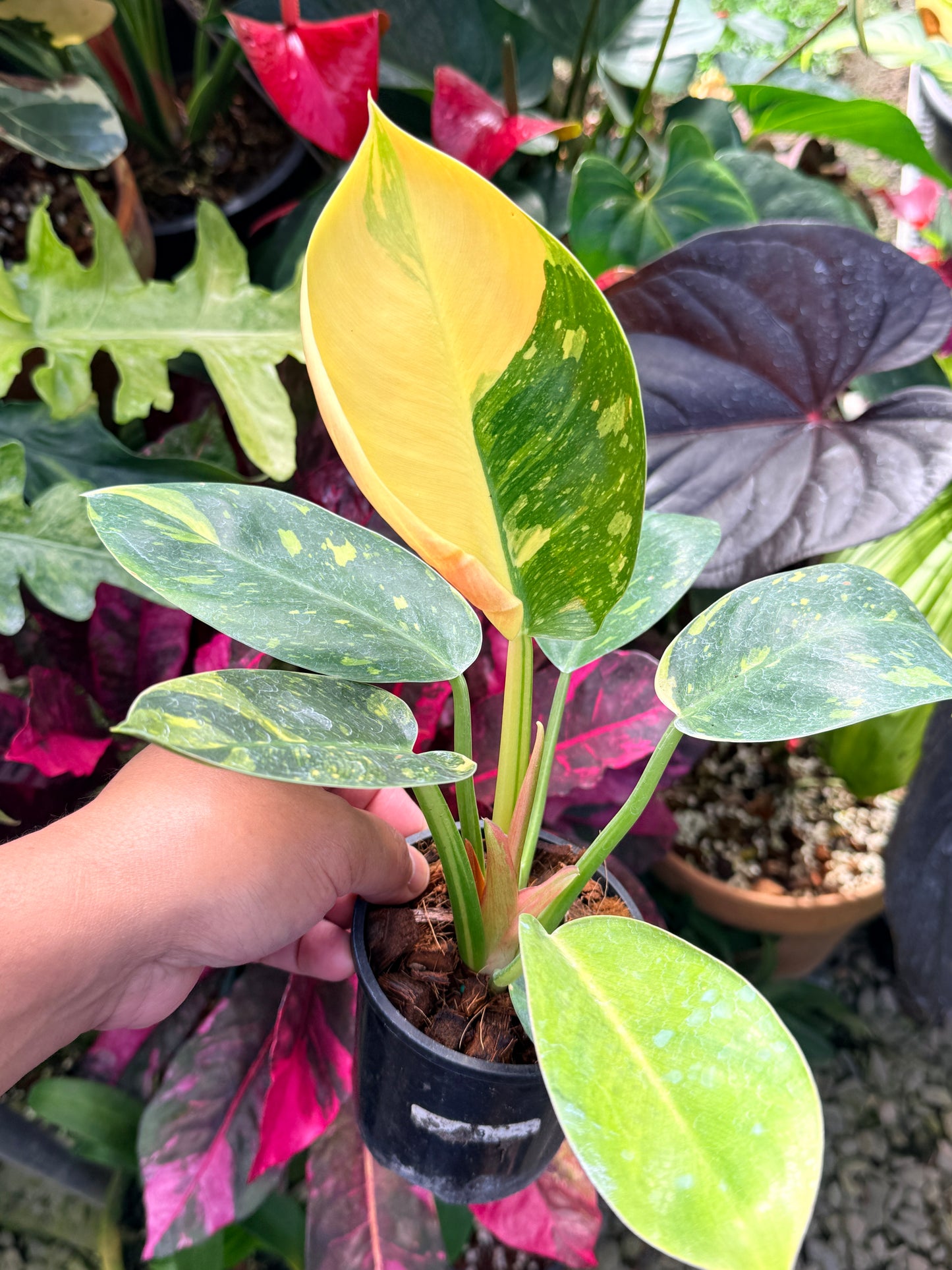 Philodendron Green Congo Nuclear Q17