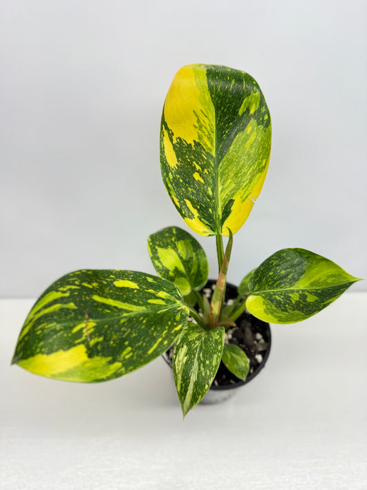 Philodendron Green Congo Nuclear - High Variegation Y2