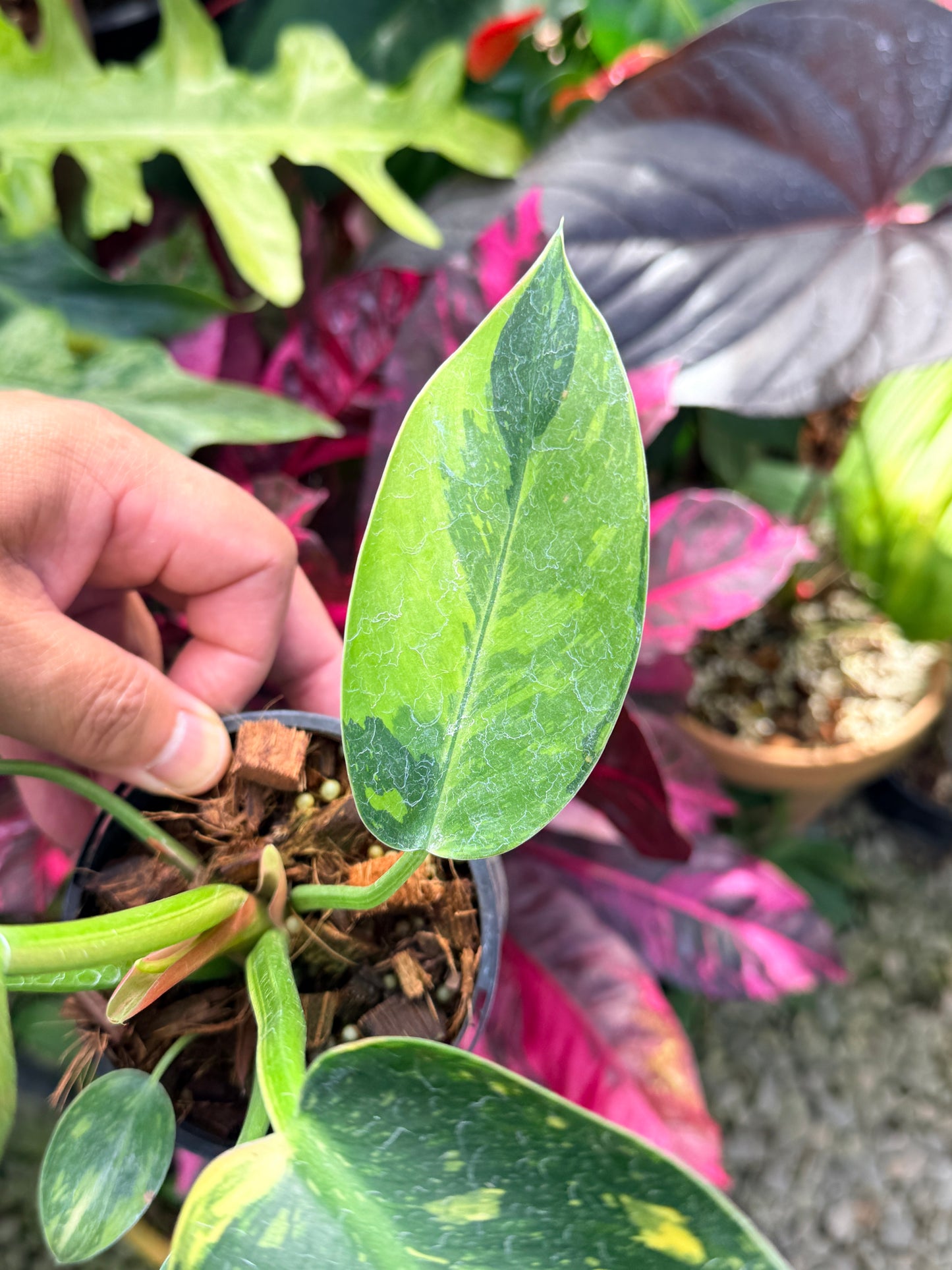 Philodendron Green Congo Nuclear Q18