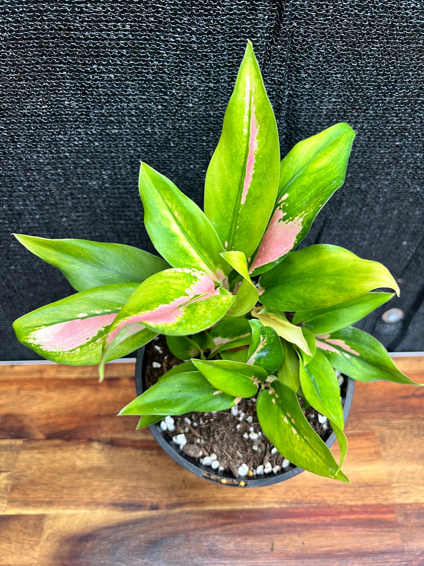 Aglaonema 'NOID' SP7