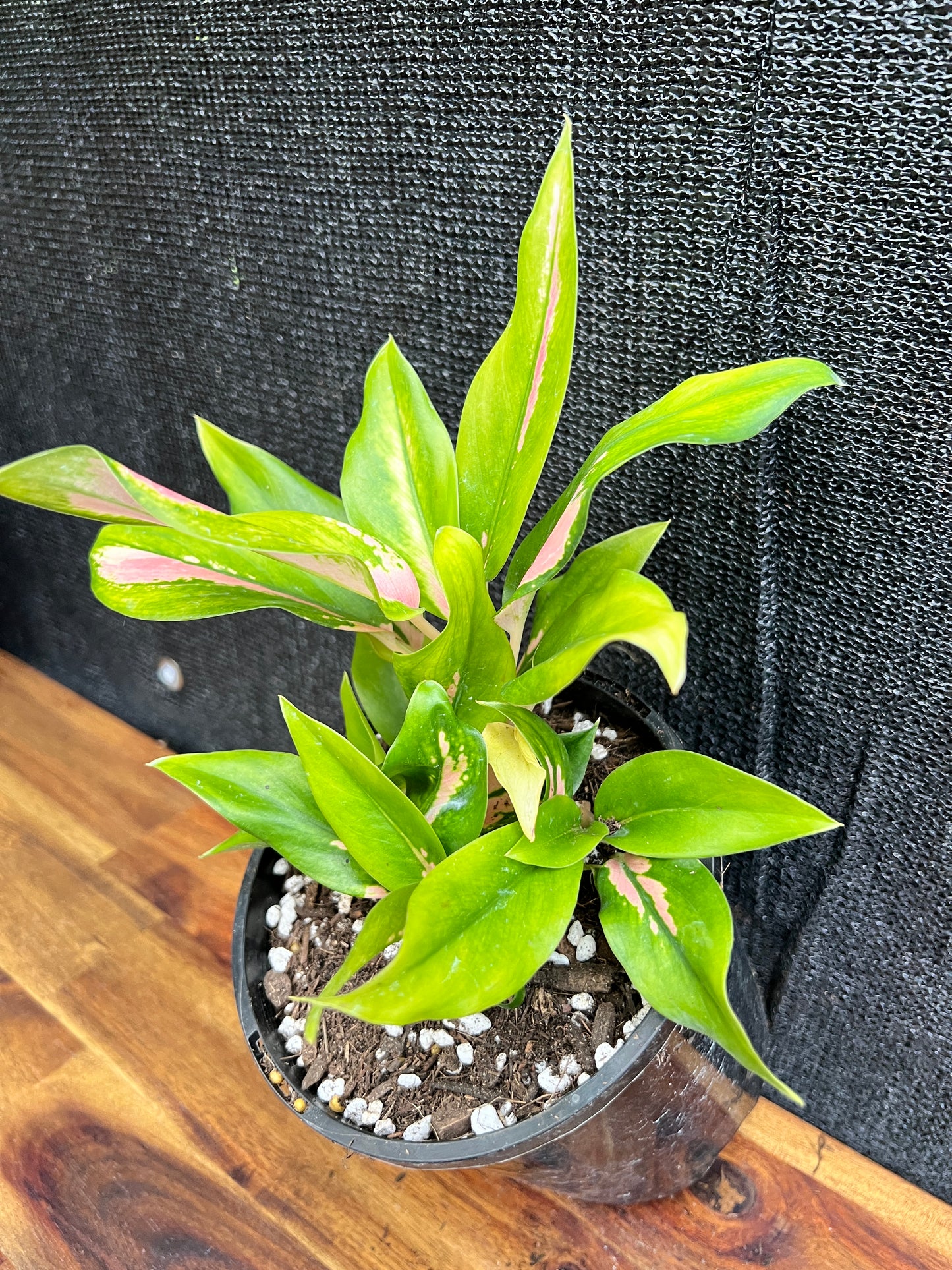 Aglaonema 'NOID' SP7