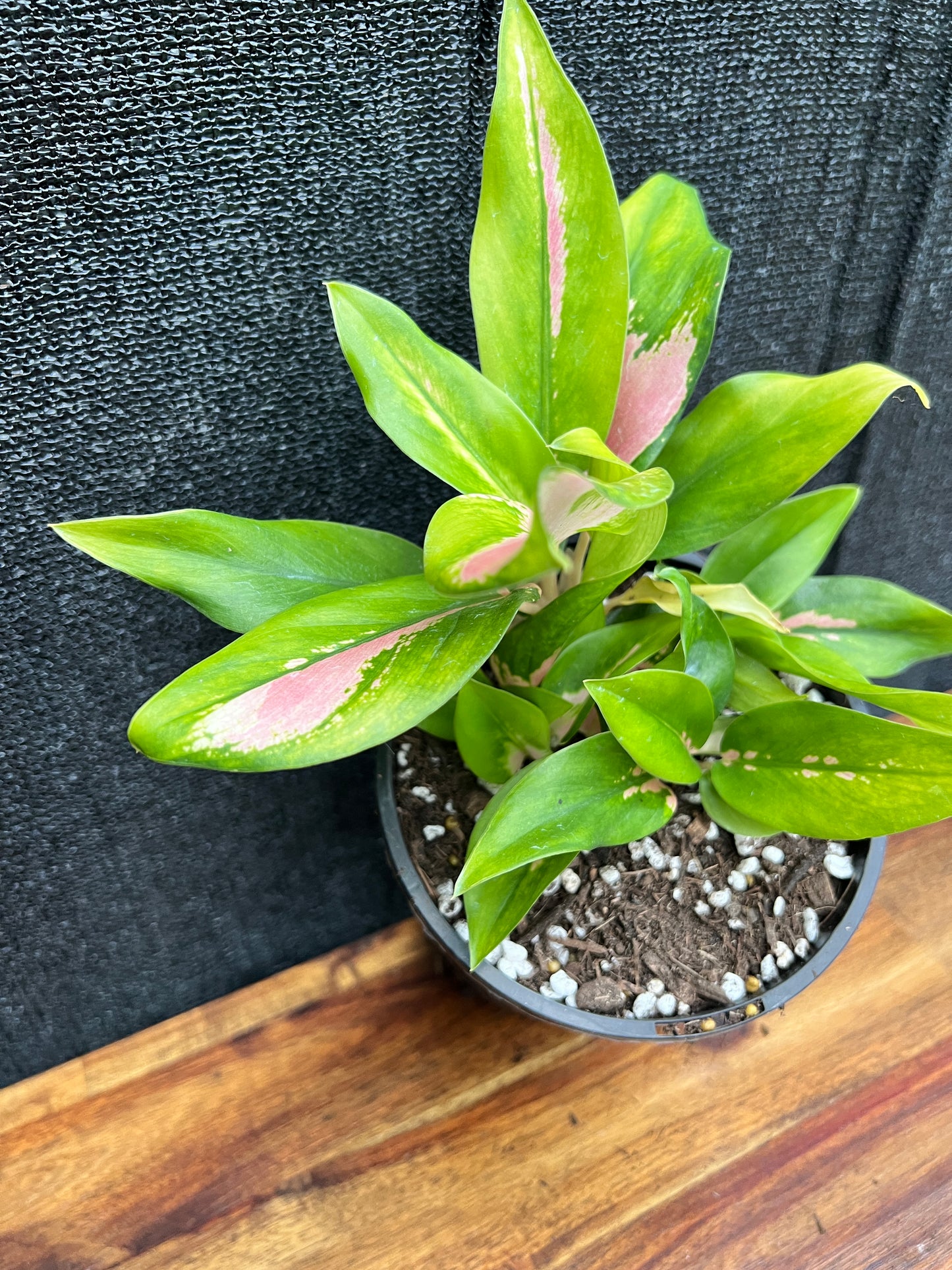 Aglaonema 'NOID' SP7