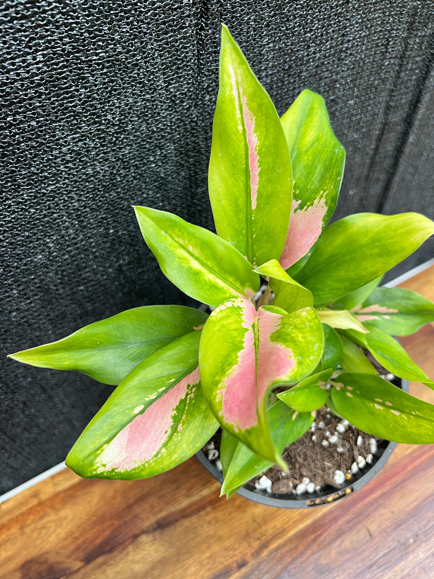 Aglaonema 'NOID' SP7