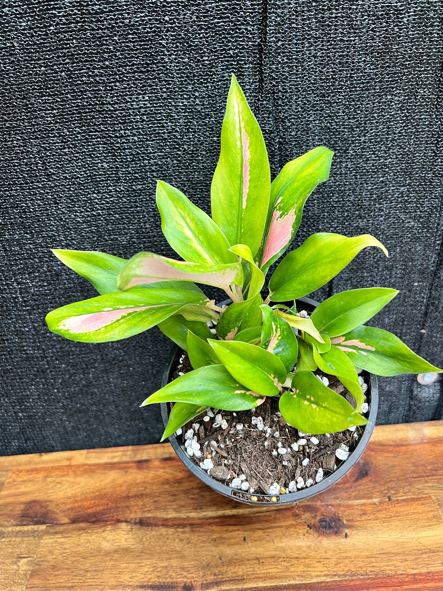 Aglaonema 'NOID' SP7