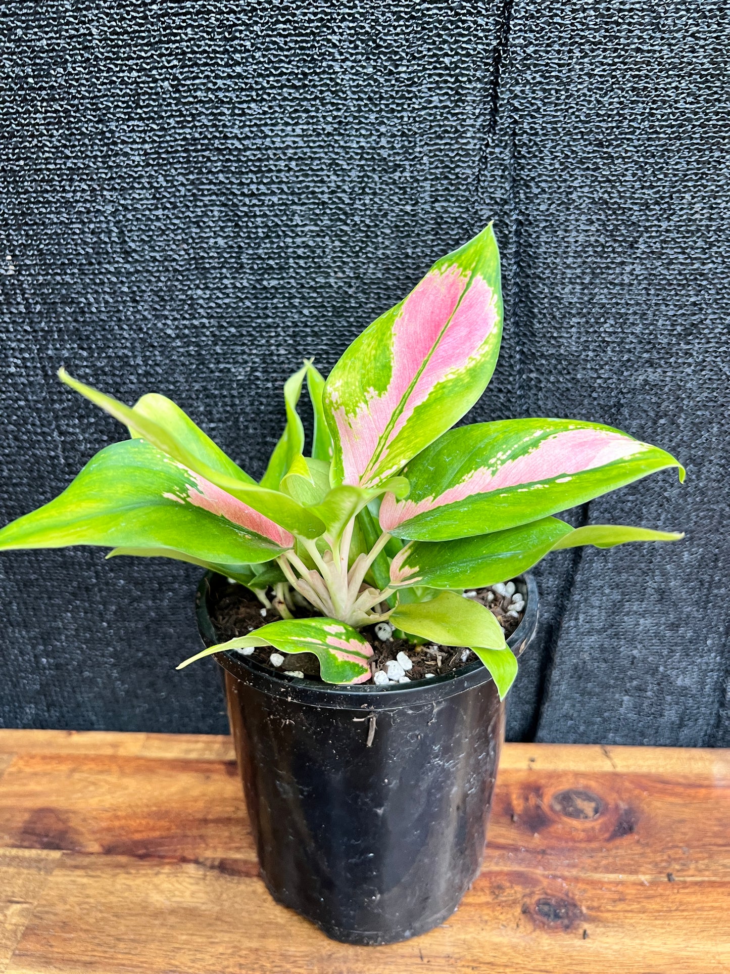 Aglaonema 'NOID' SP7