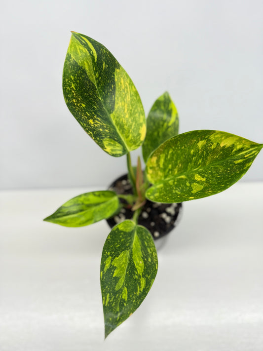 Philodendron Green Congo Nuclear Y3