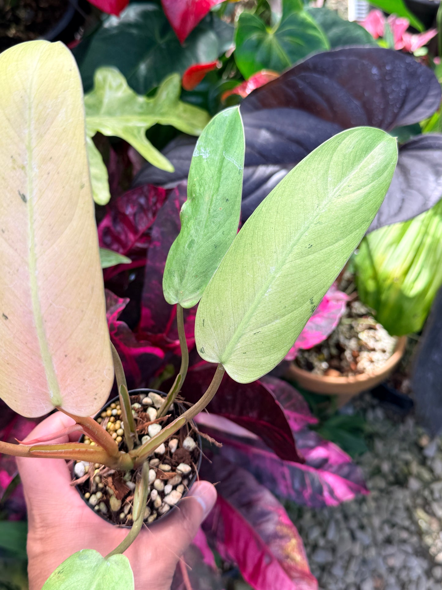 Philodendron 'Whipple Way' Q16