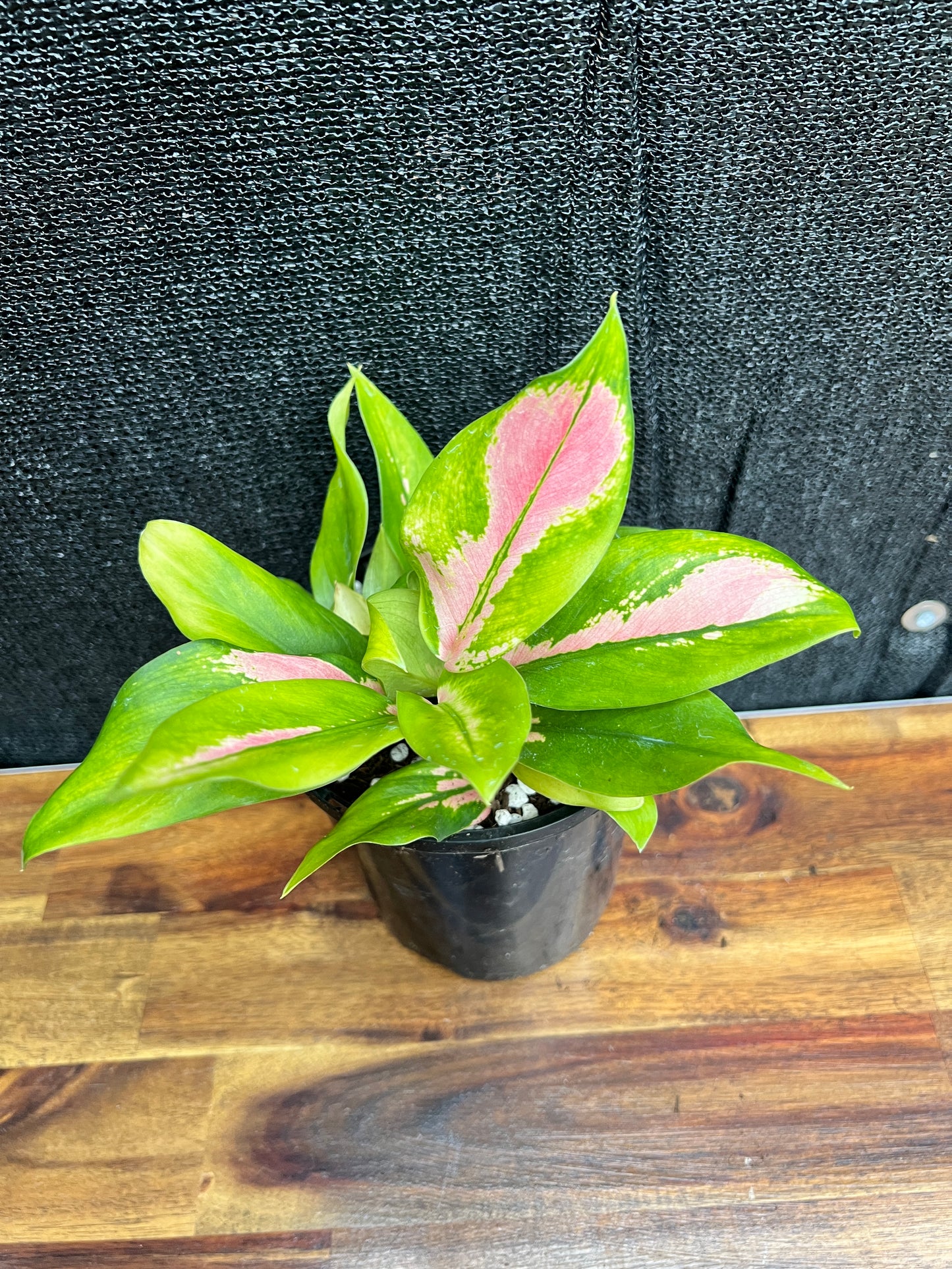 Aglaonema 'NOID' SP7