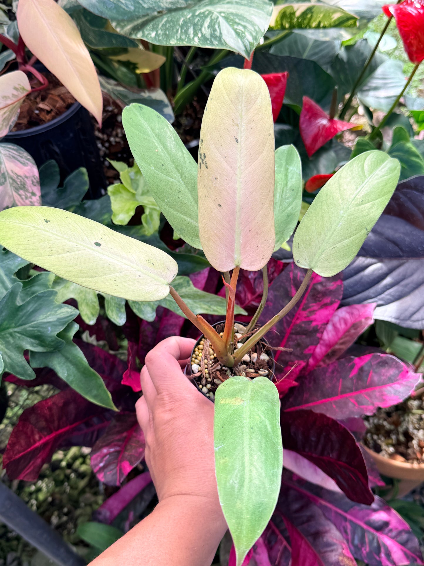 Philodendron 'Whipple Way' Q16