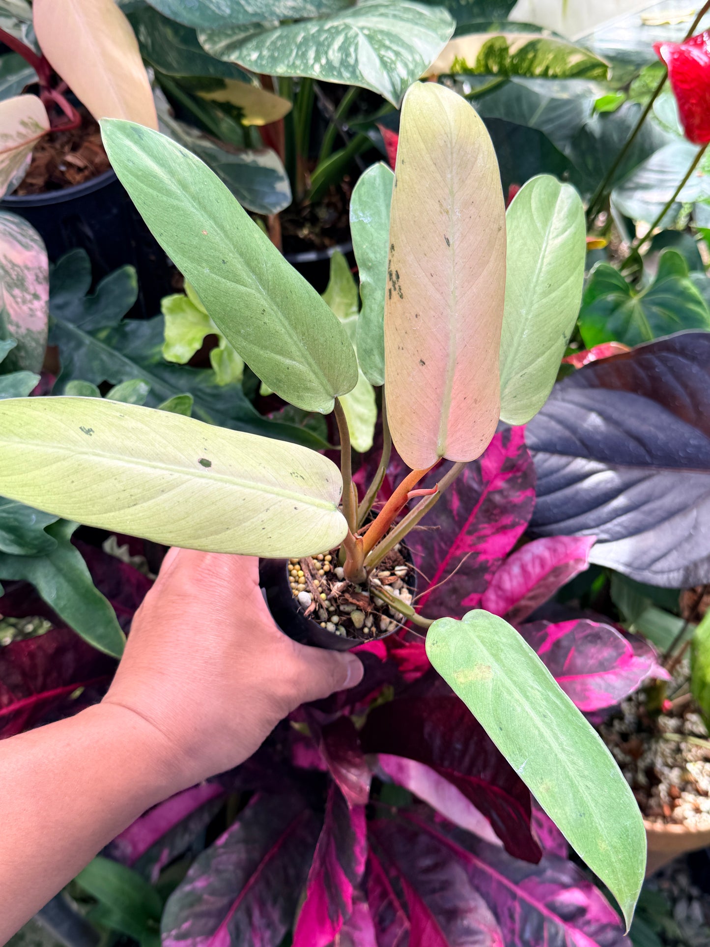 Philodendron 'Whipple Way' Q16