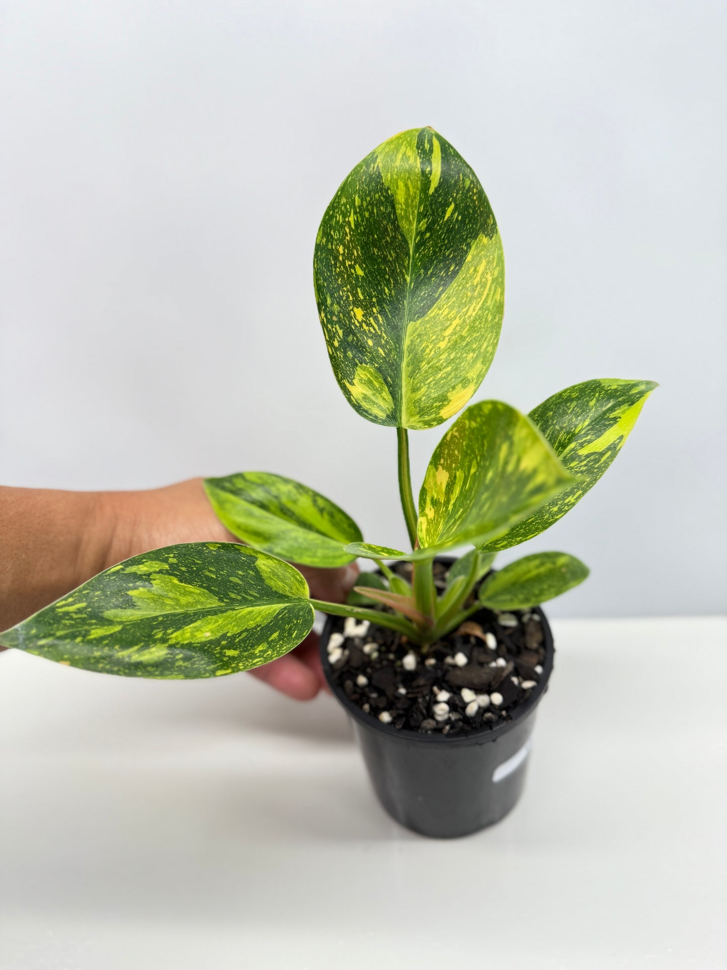Philodendron Green Congo Nuclear Y3