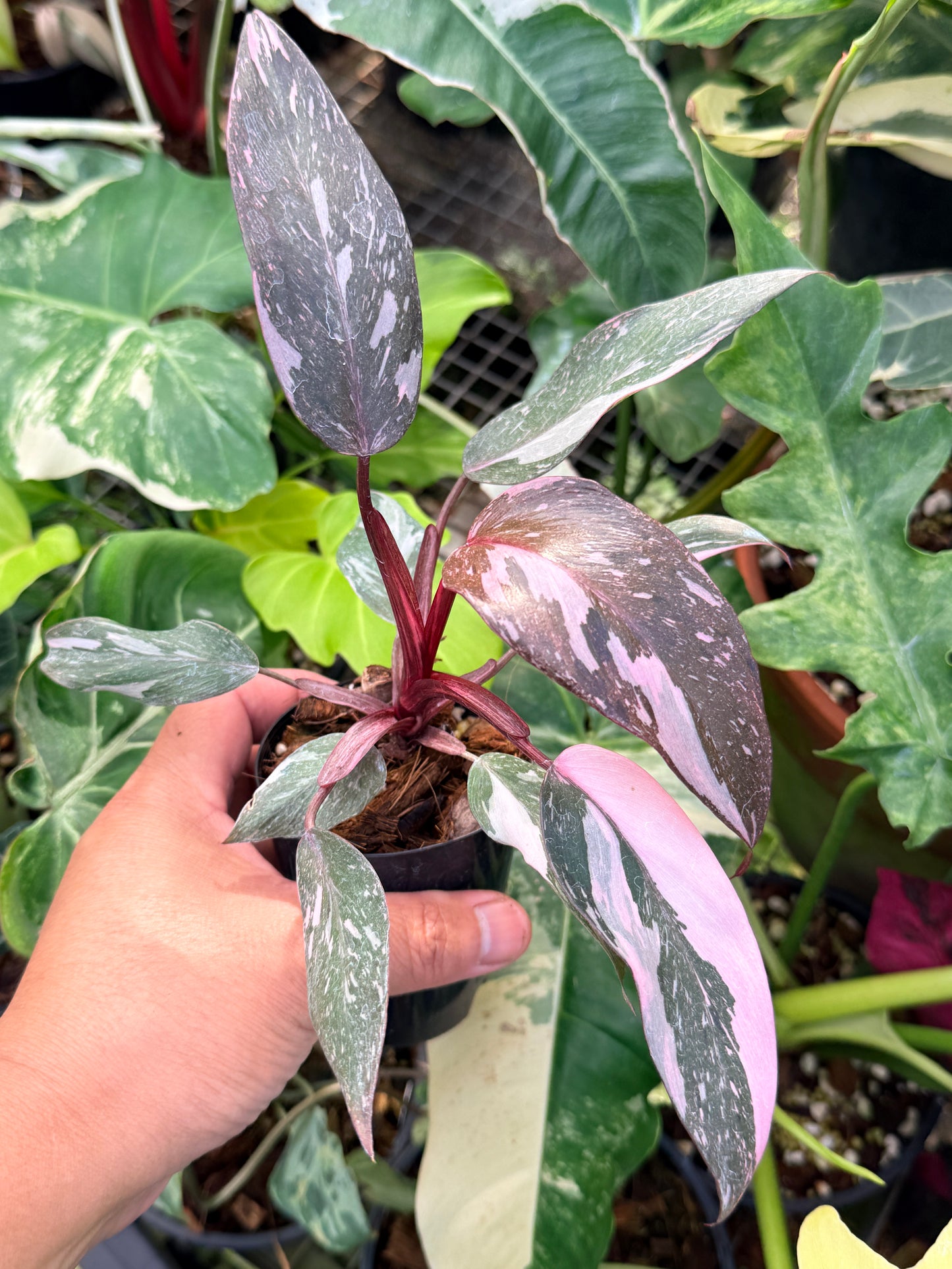 Philodendron 'Pink Princess Marble' aka Pink Princess Galaxy Q20