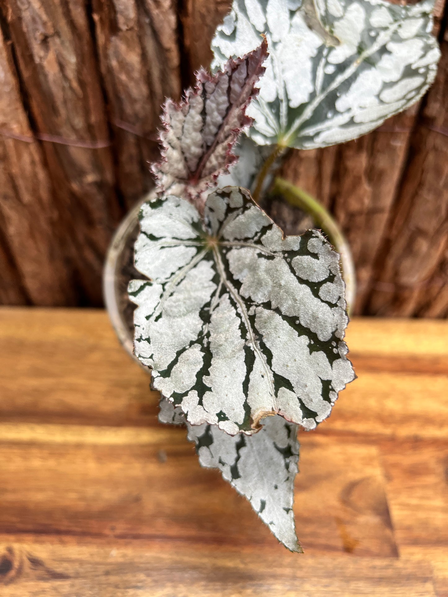 Begonia Silver Pink C75