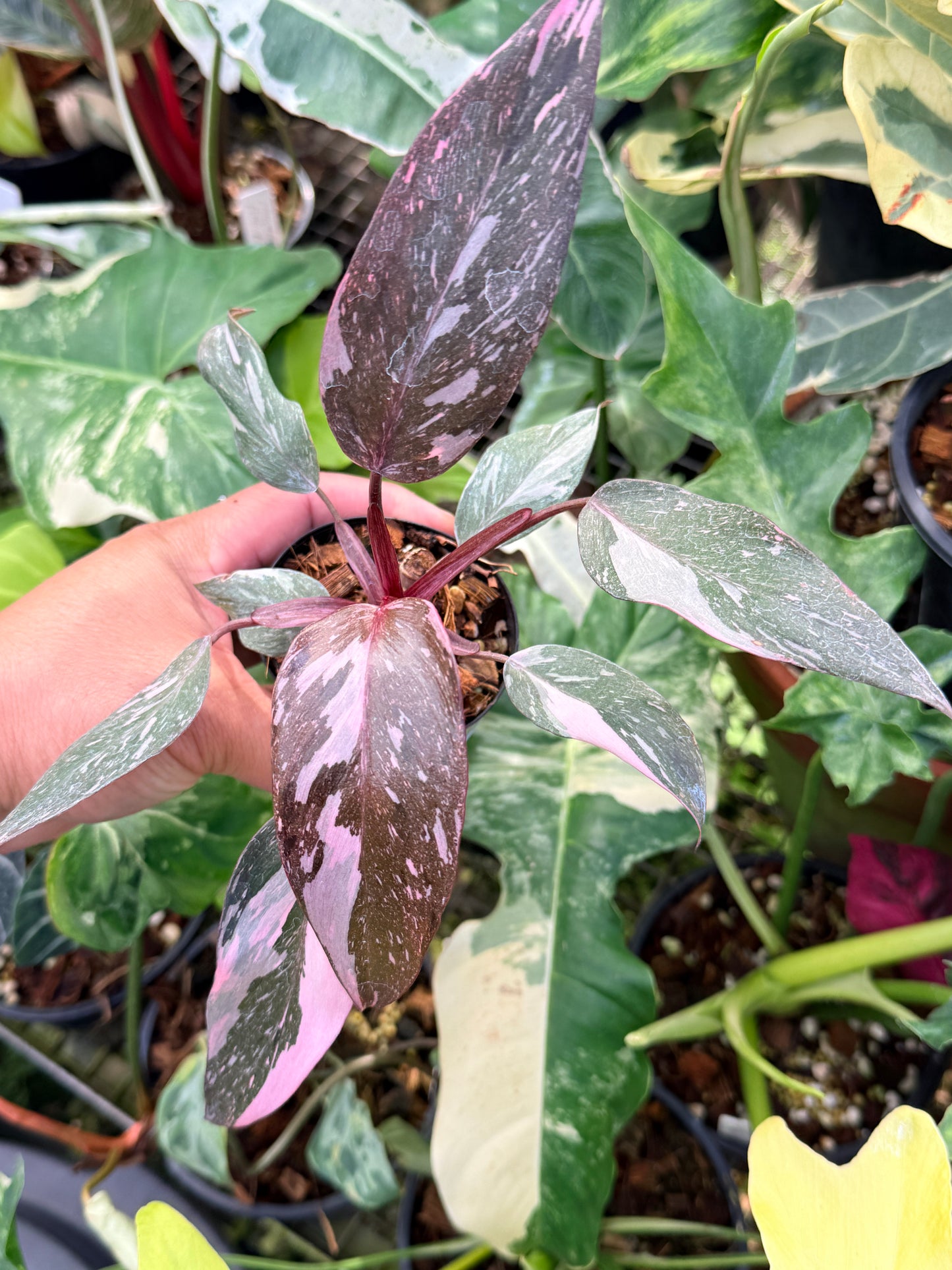 Philodendron 'Pink Princess Marble' aka Pink Princess Galaxy Q20