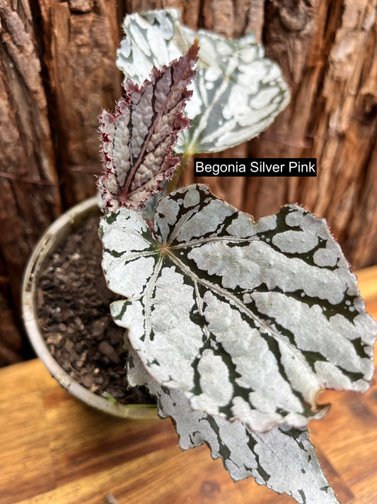 Begonia Silver Pink C75