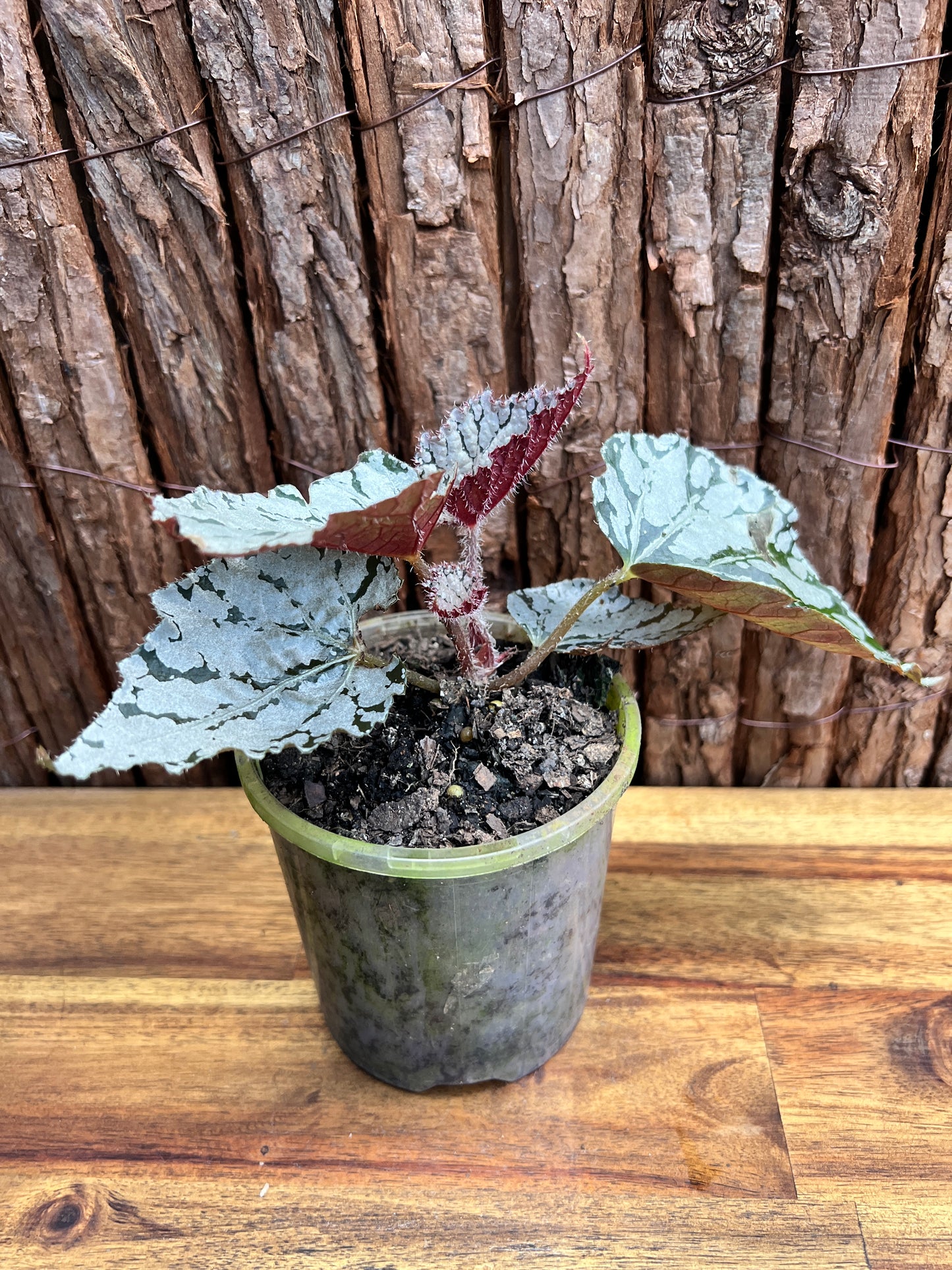 Begonia Silver Pink C75