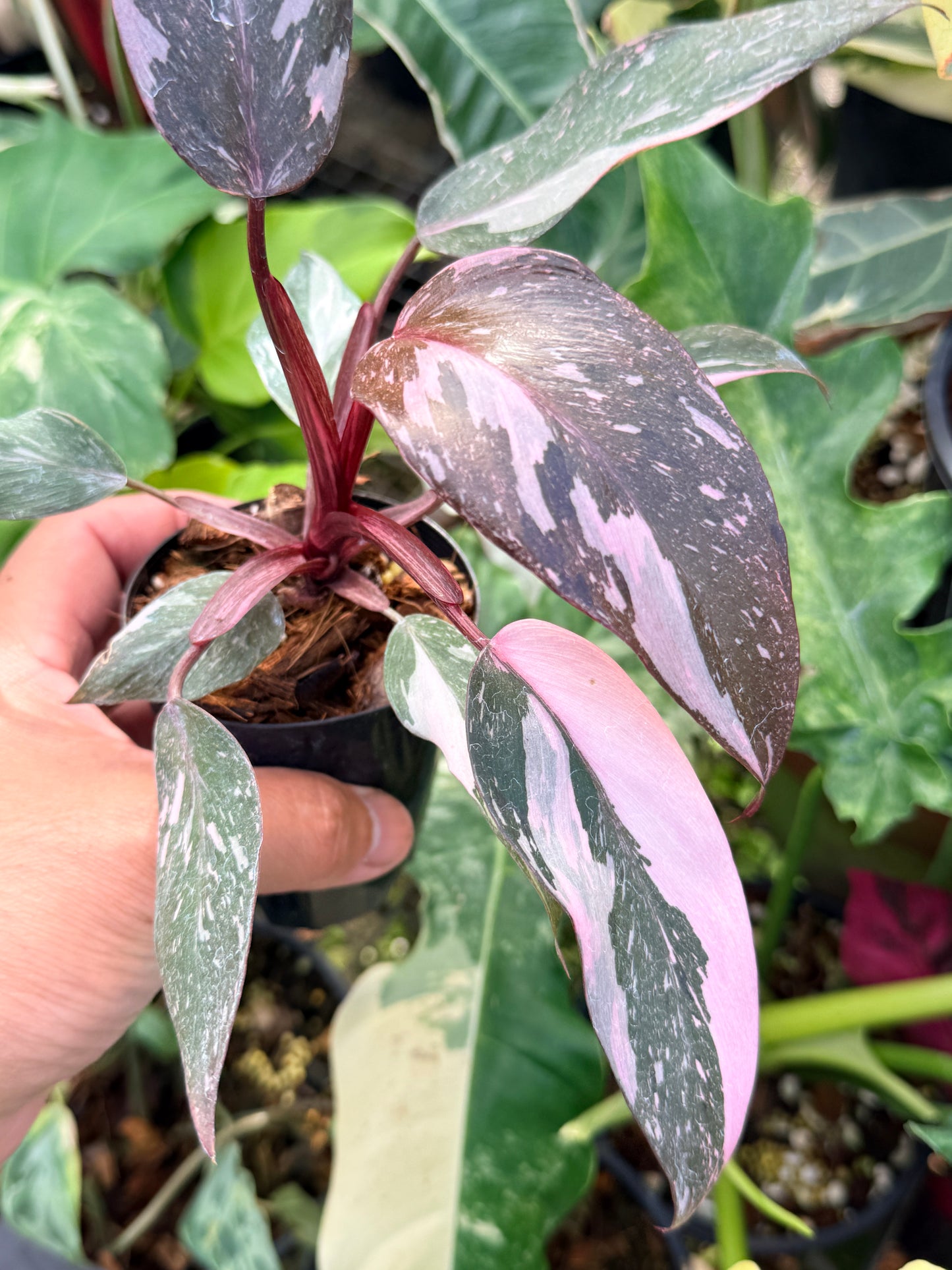 Philodendron 'Pink Princess Marble' aka Pink Princess Galaxy Q20