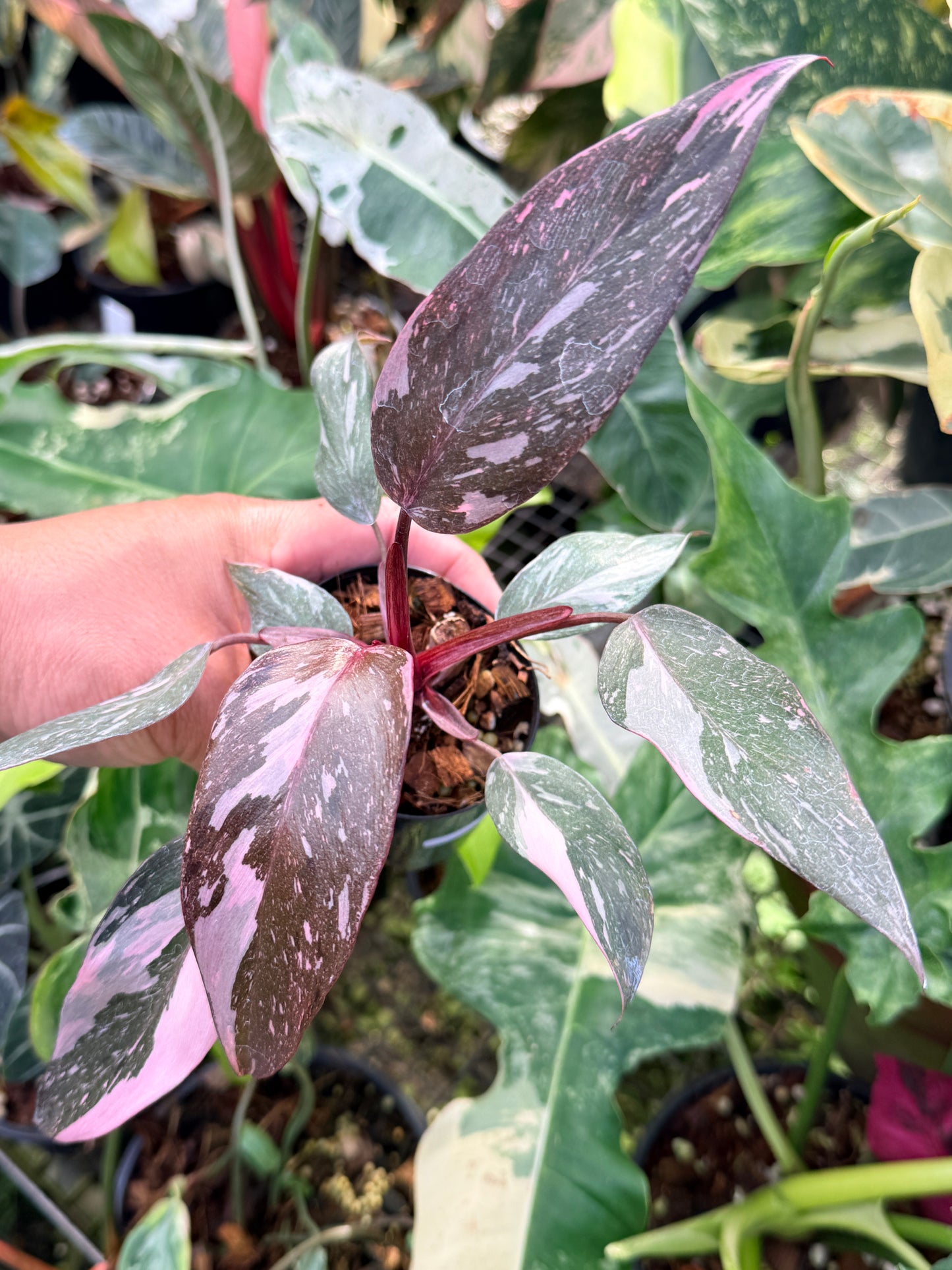 Philodendron 'Pink Princess Marble' aka Pink Princess Galaxy Q20