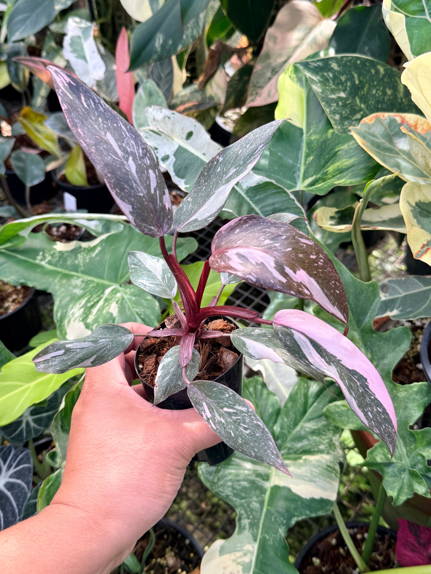 Philodendron 'Pink Princess Marble' aka Pink Princess Galaxy Q20