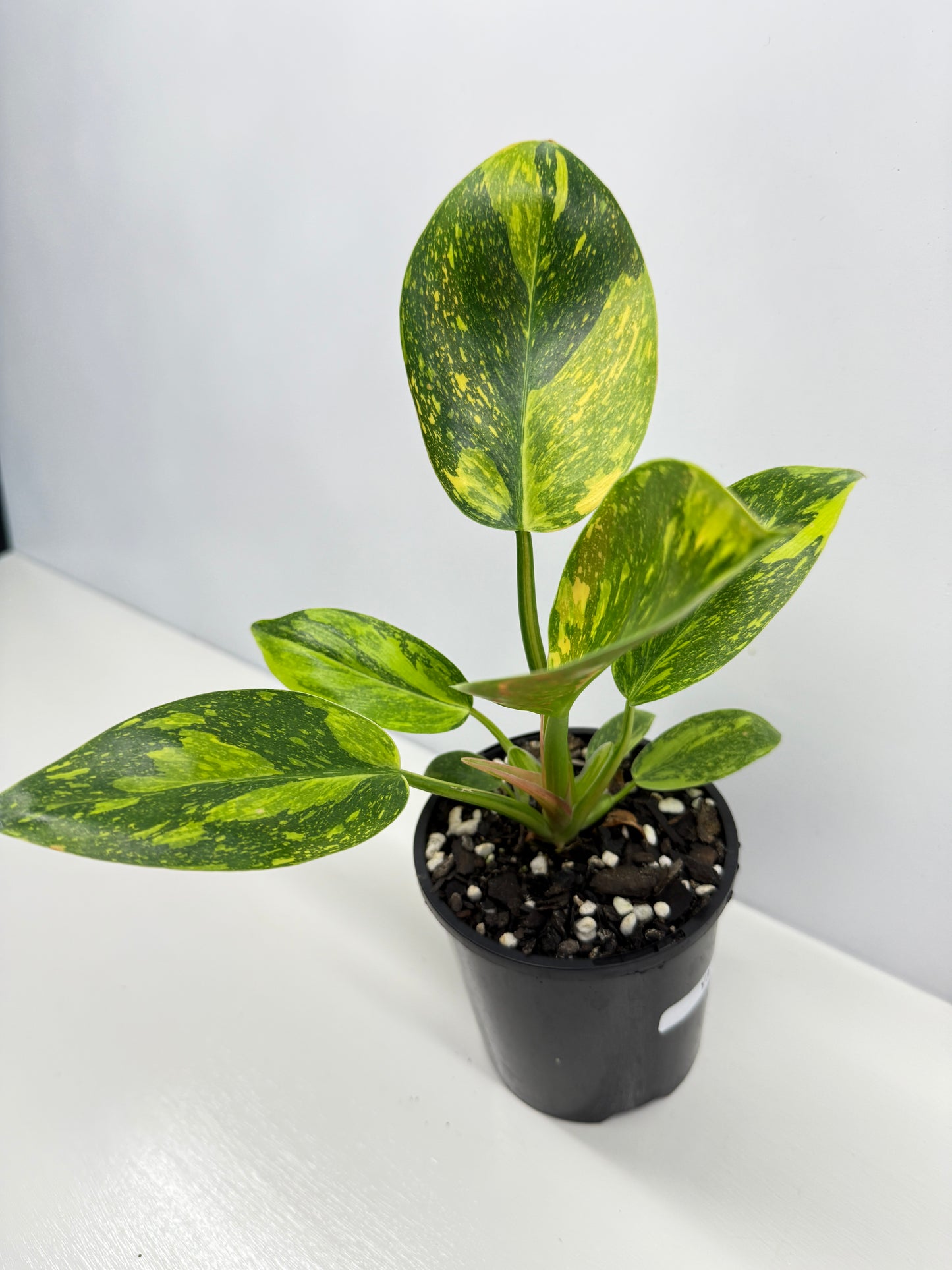 Philodendron Green Congo Nuclear Y3