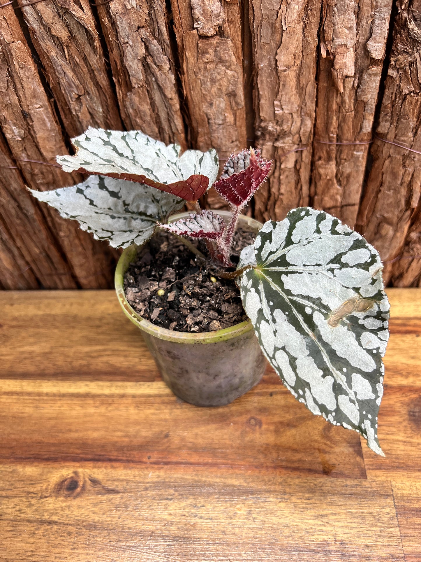 Begonia Silver Pink C75