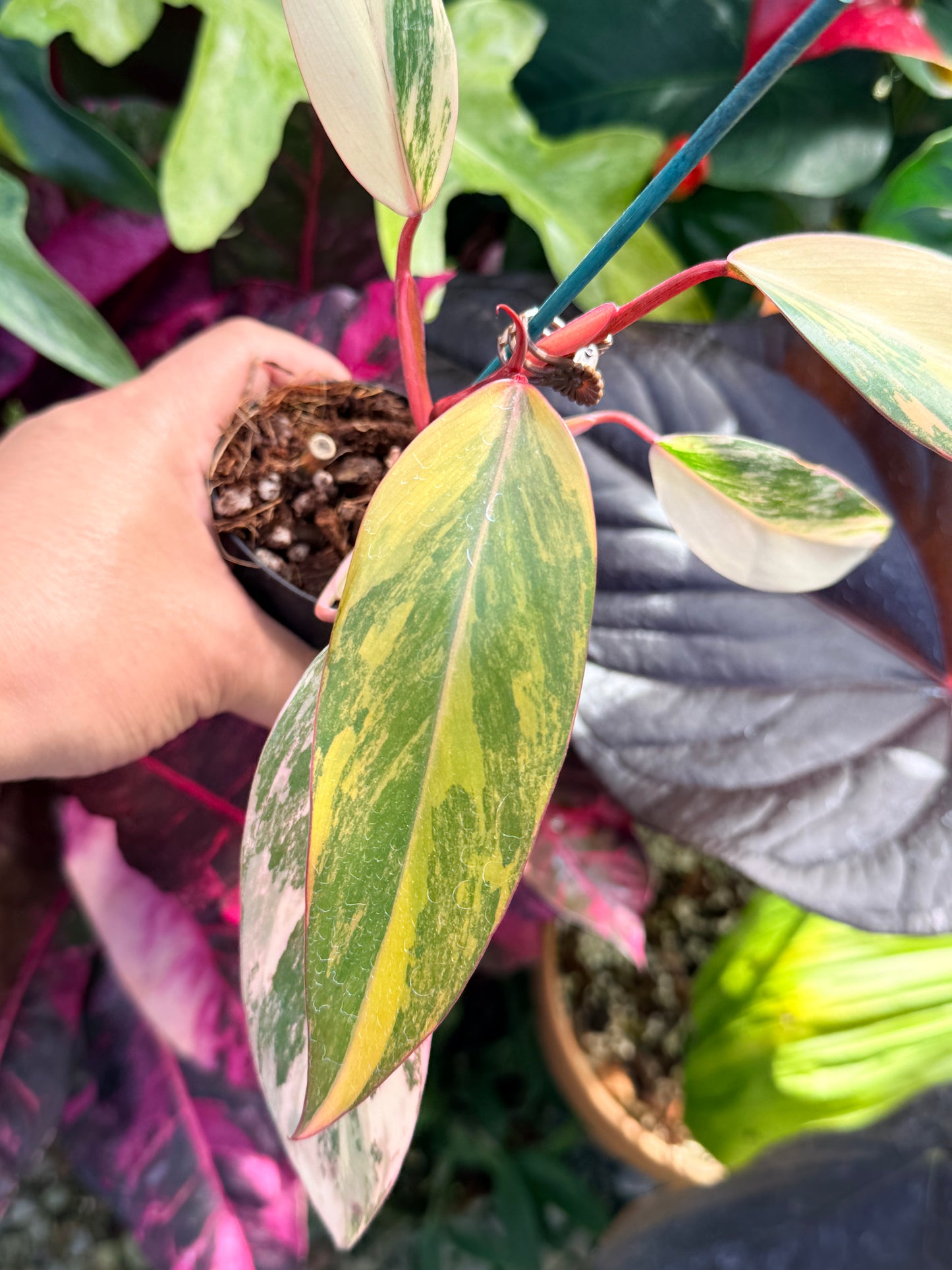 Philodendron 'Strawberry Shake' Q47