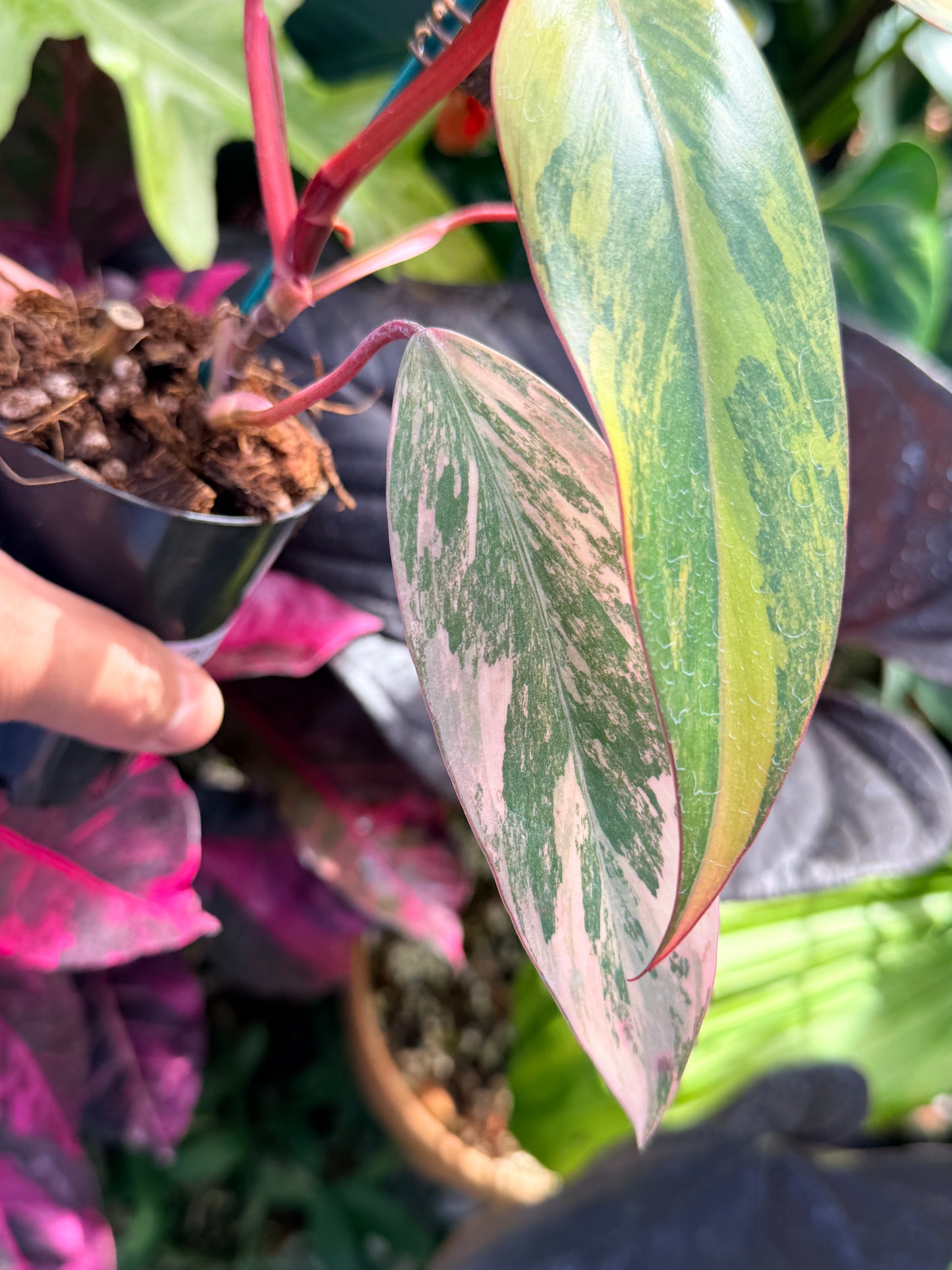 Philodendron 'Strawberry Shake' Q47