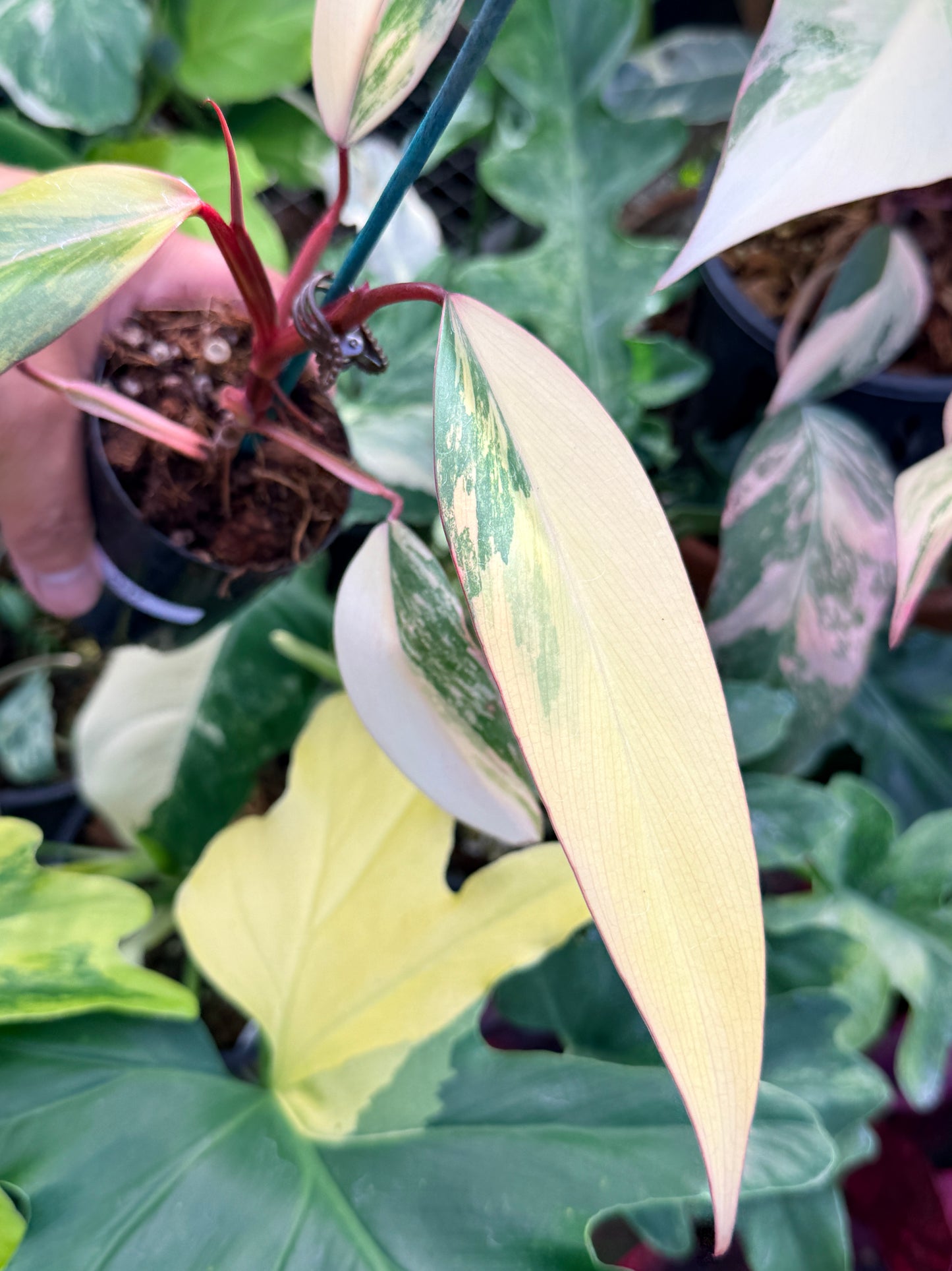 Philodendron 'Strawberry Shake' Q47