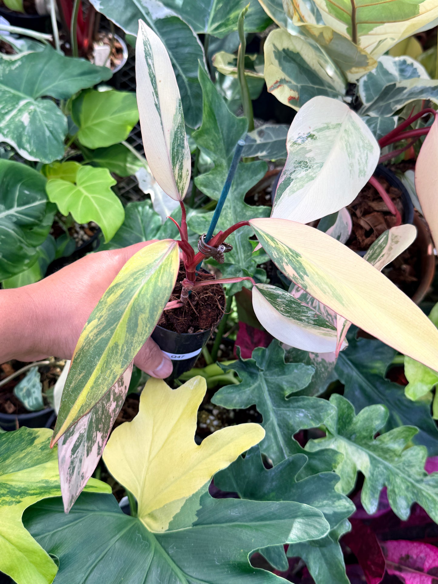 Philodendron 'Strawberry Shake' Q47