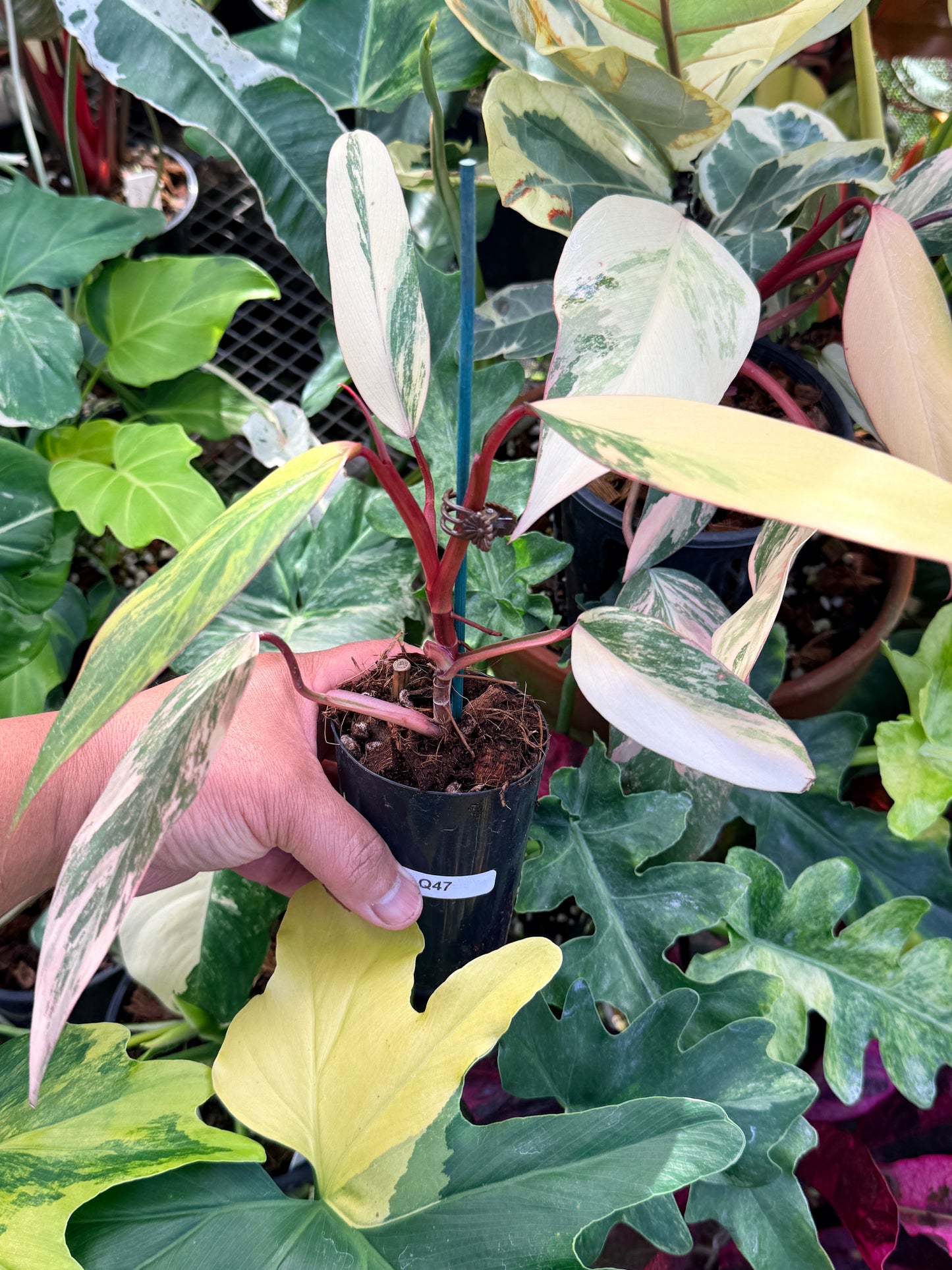Philodendron 'Strawberry Shake' Q47