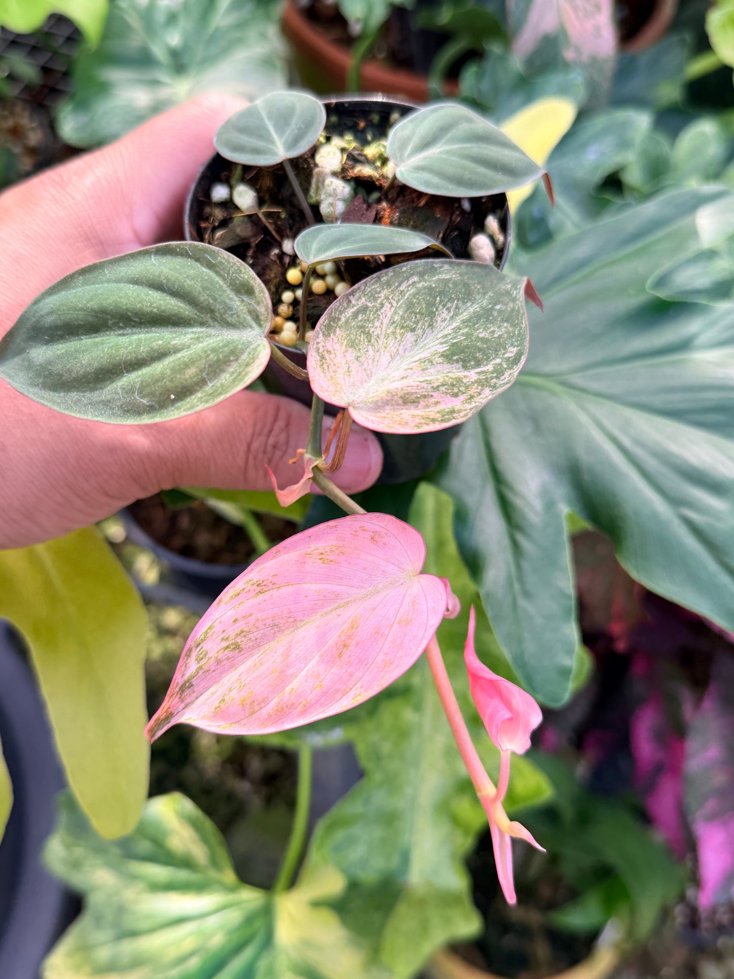 Philodendron 'Micans Pink Mint Variegata' Q21