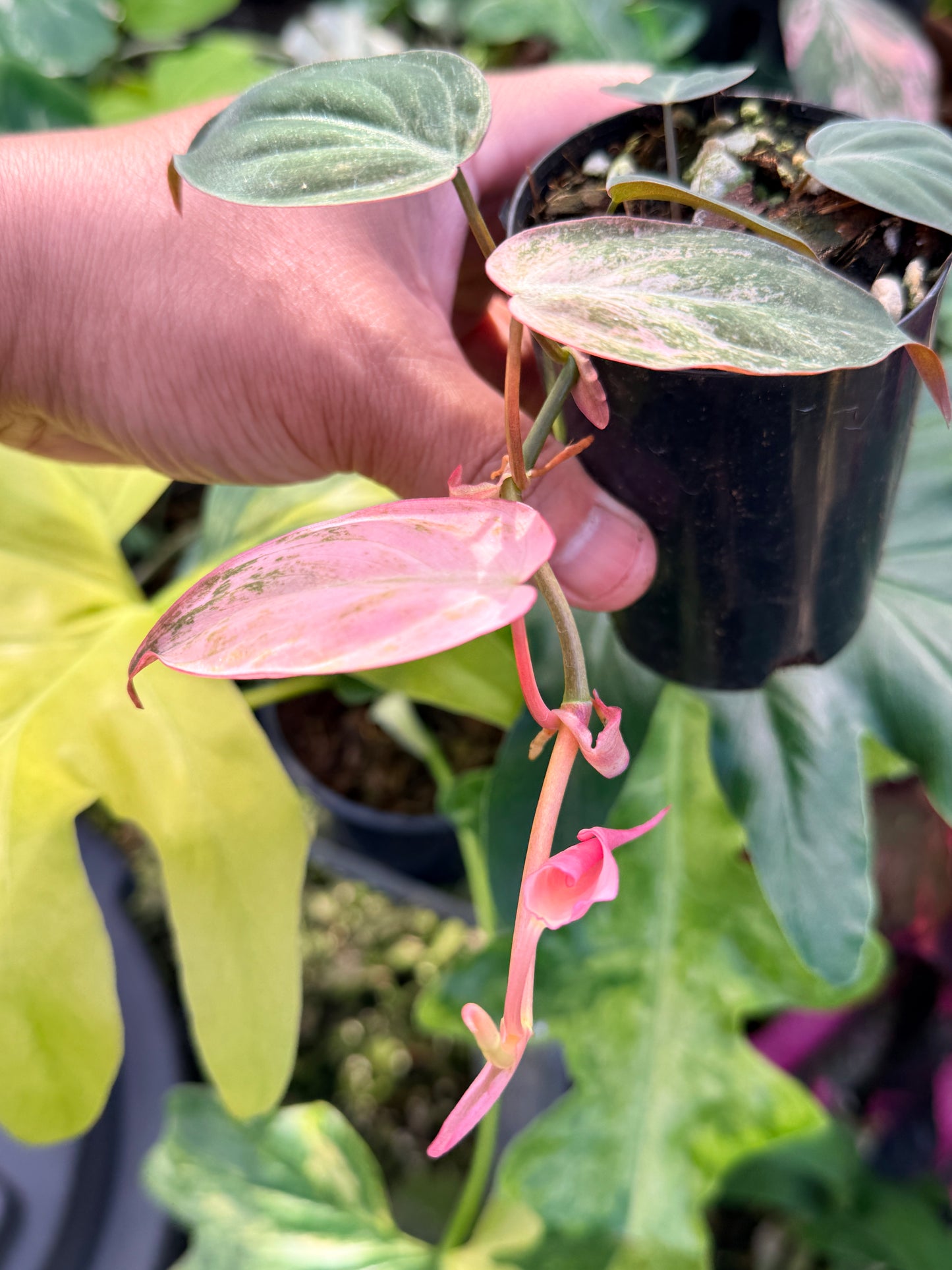 Philodendron 'Micans Pink Mint Variegata' Q21