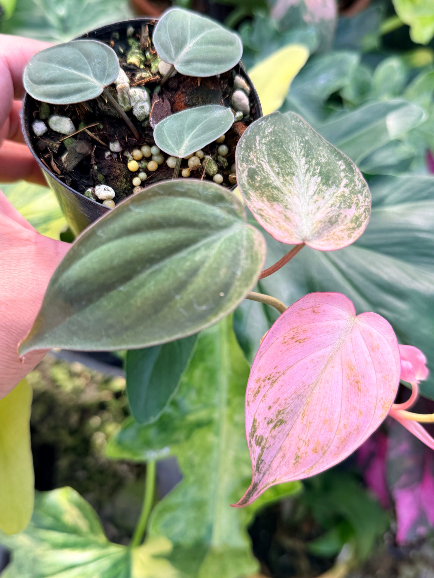 Philodendron 'Micans Pink Mint Variegata' Q21