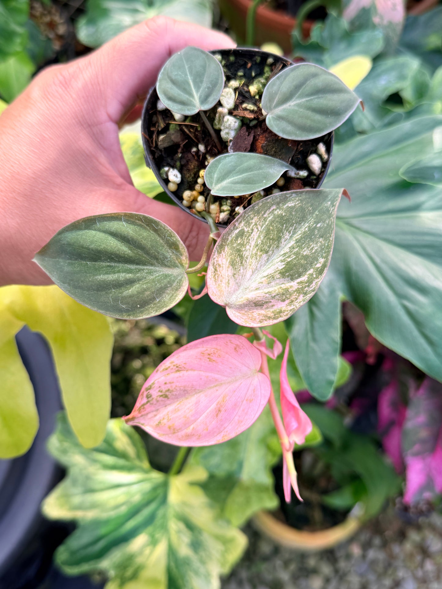 Philodendron 'Micans Pink Mint Variegata' Q21