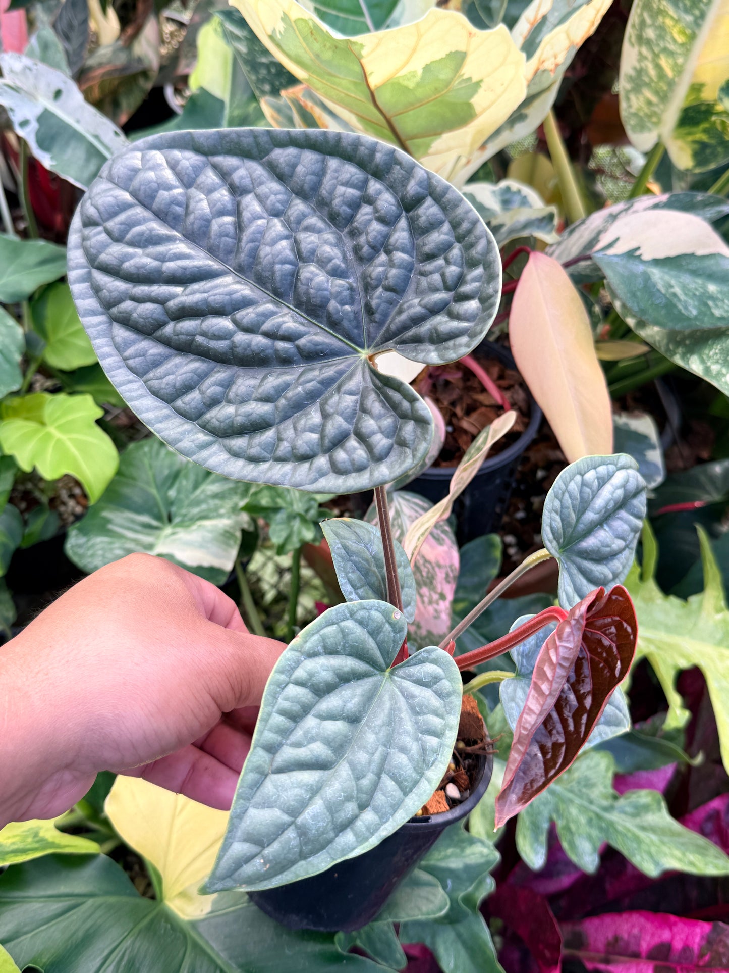 Anthurium Luxurian Q24