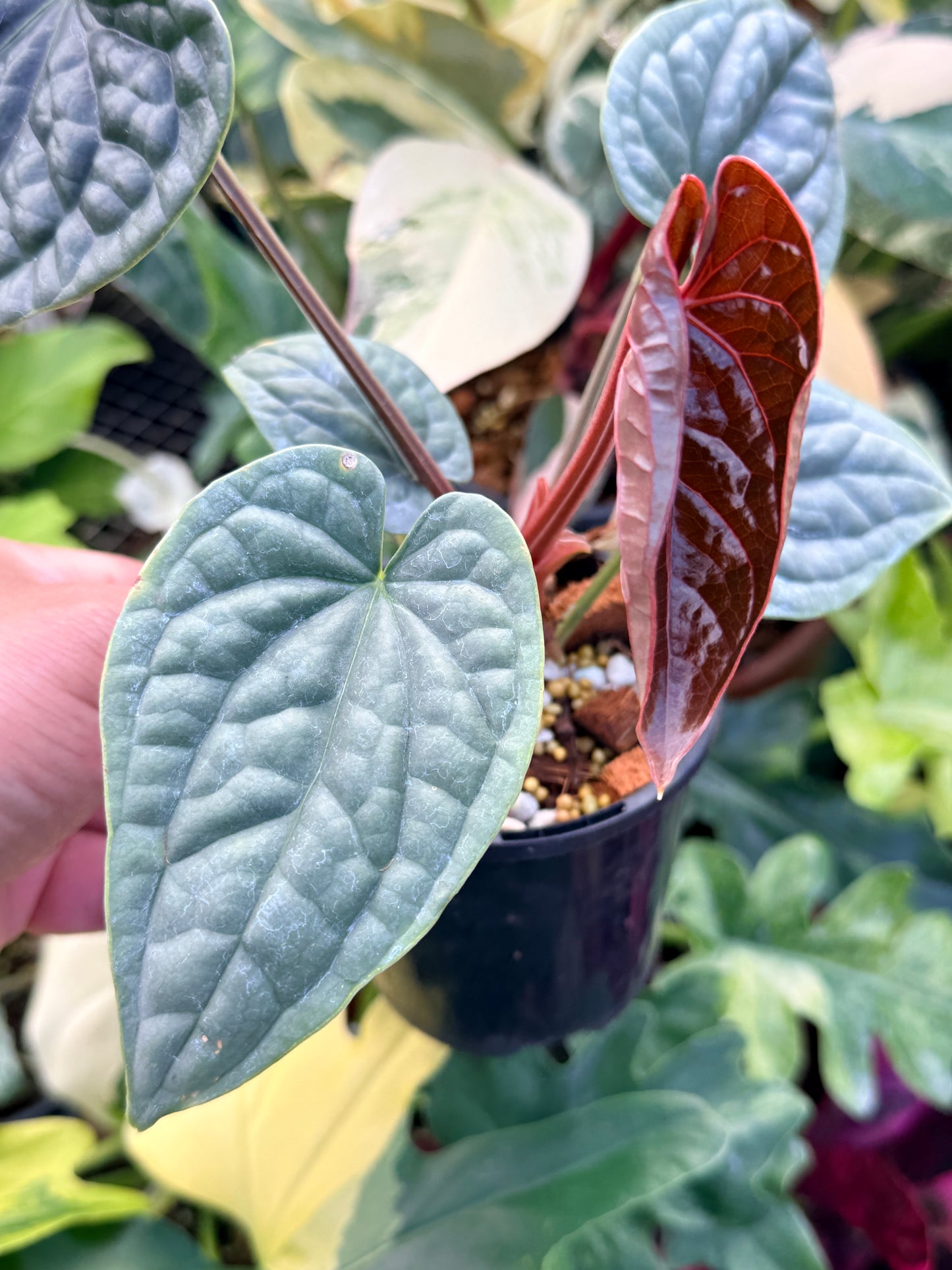 Anthurium Luxurian Q24